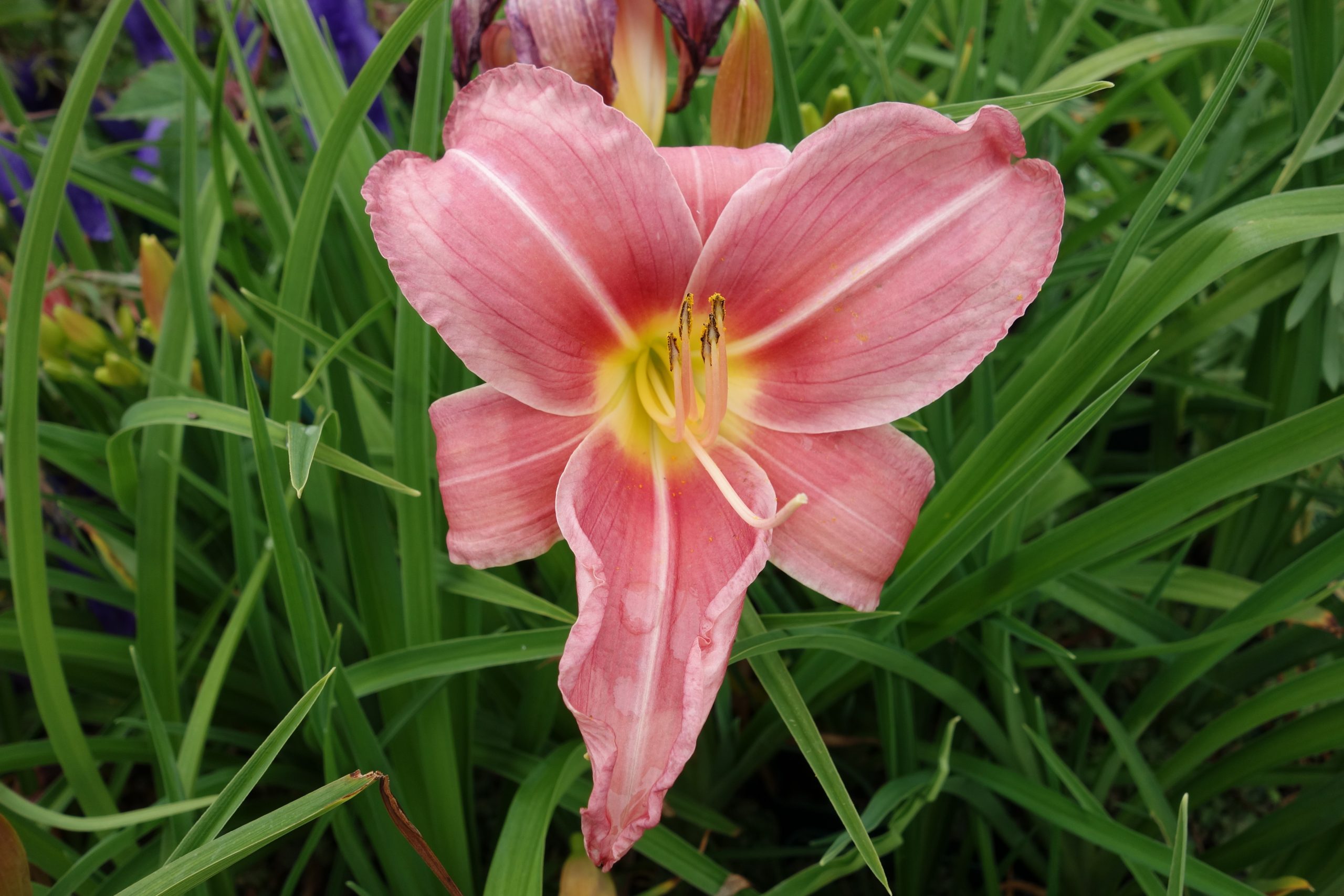 2444_hemerocallis_cultorum_pink_damask_SS_003.jpeg