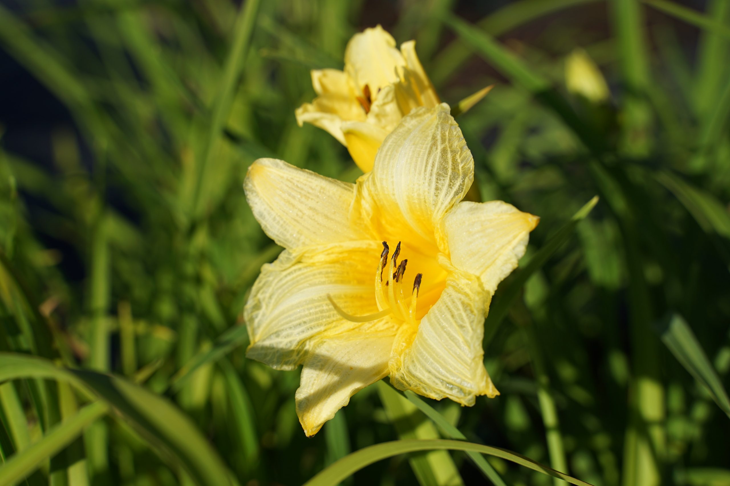2445_hemerocallis_cultorum_precious_doro_SS_001.jpeg