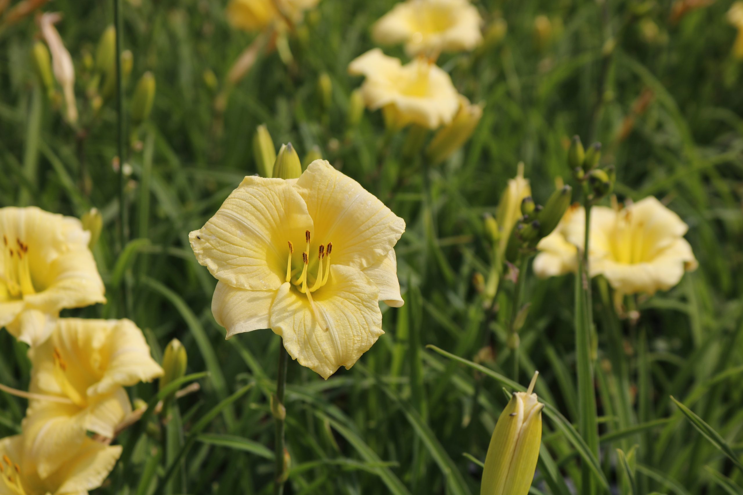 2447_hemerocallis_cultorum_precious_doro_XS_003.jpeg