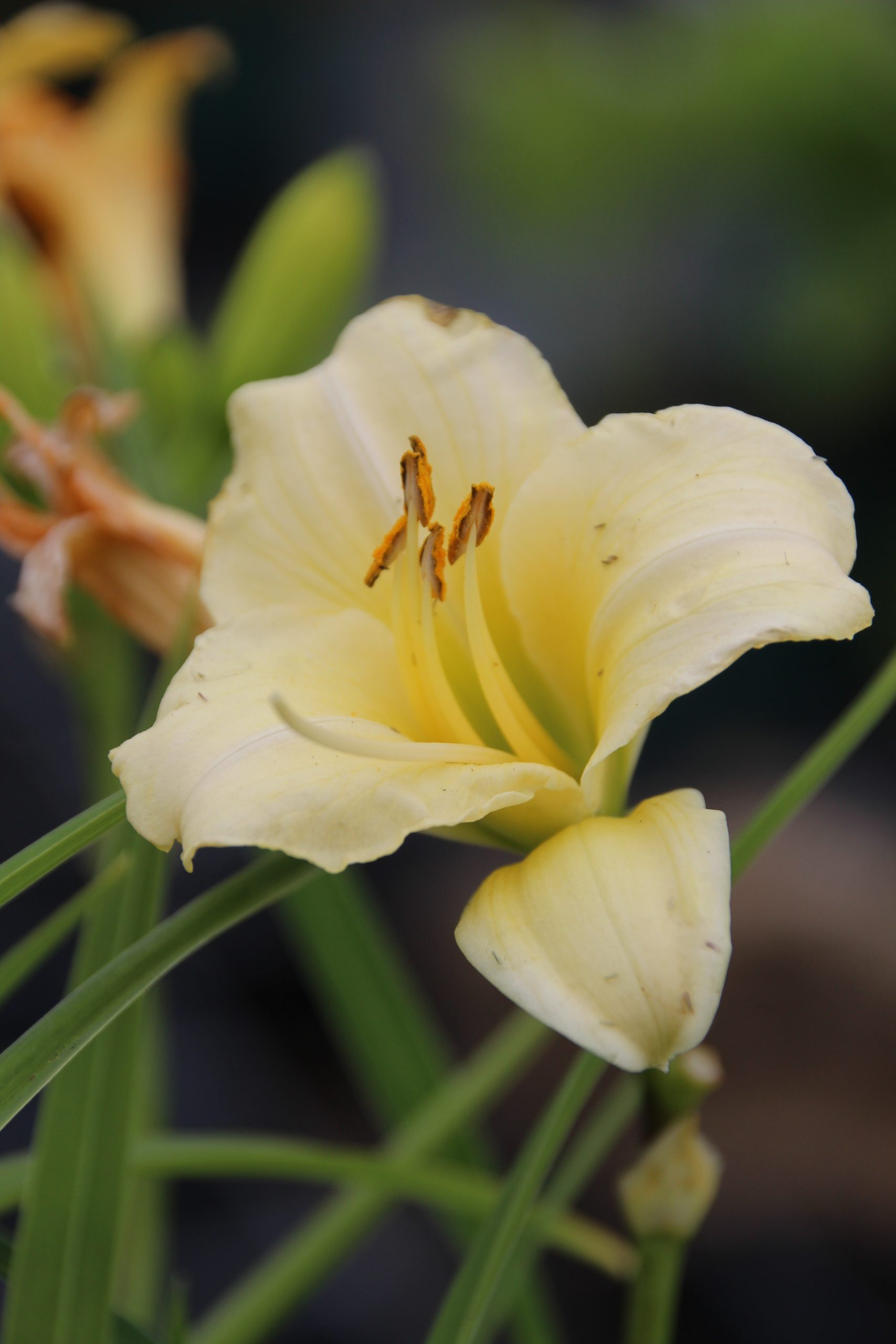 2448_hemerocallis_cultorum_precious_doro_SS_004.jpeg