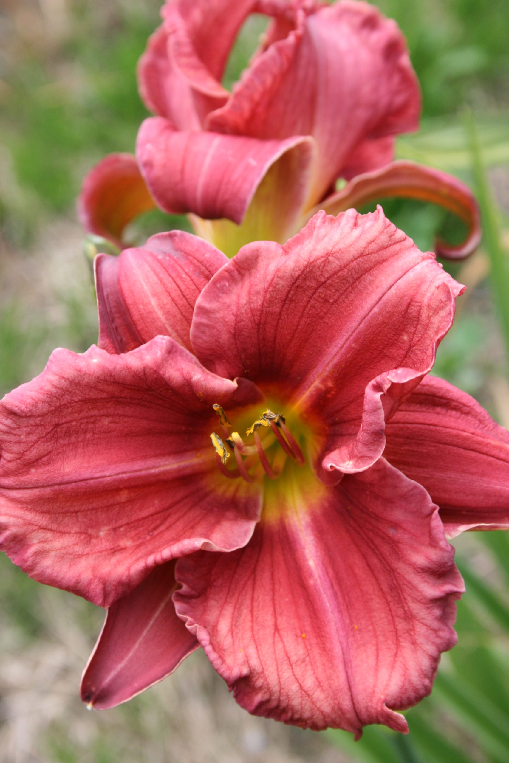 2449_hemerocallis_cultorum_rosy_returns_SS_001.jpeg