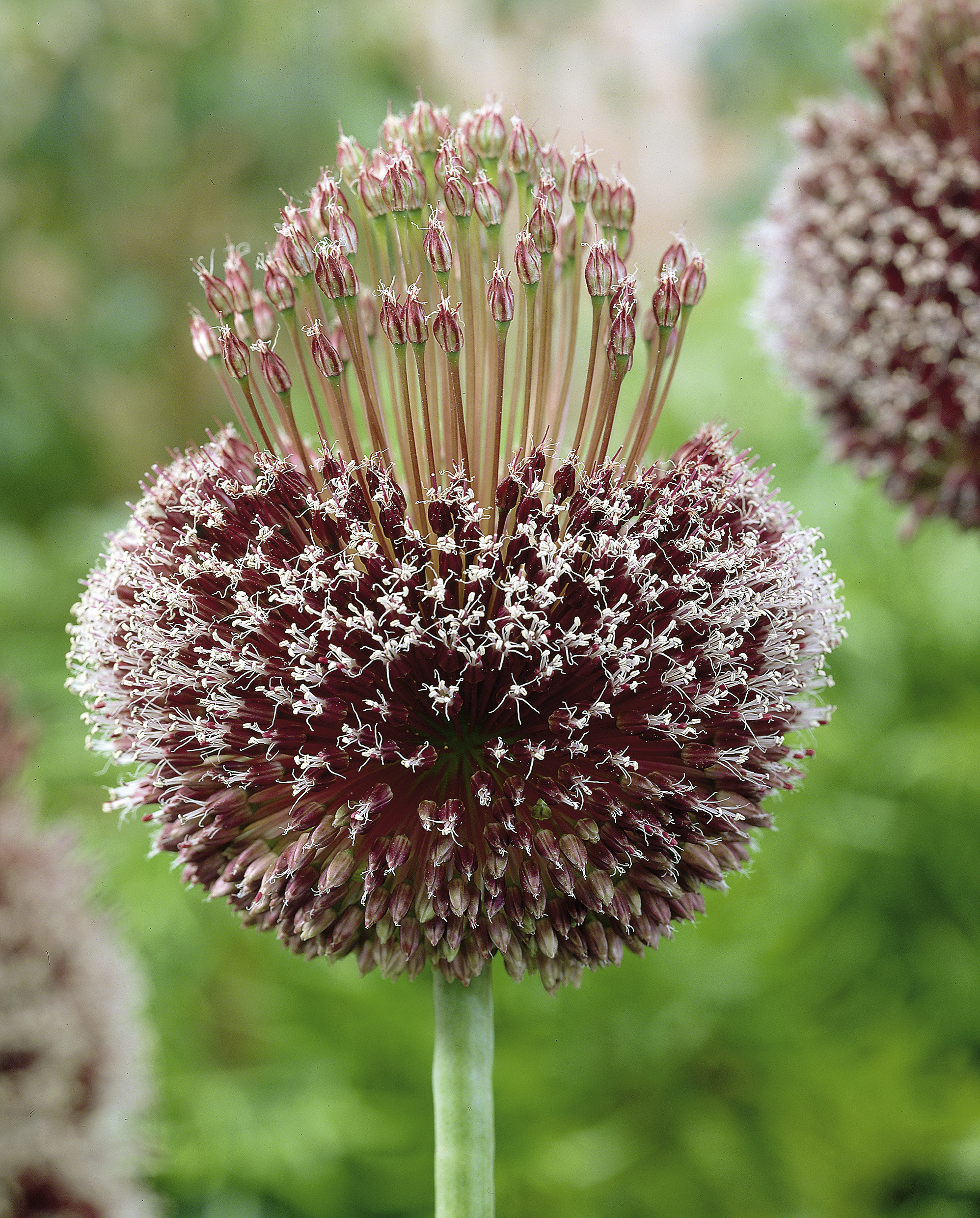 244_allium_cultorum_forelock_ZK_001.jpeg