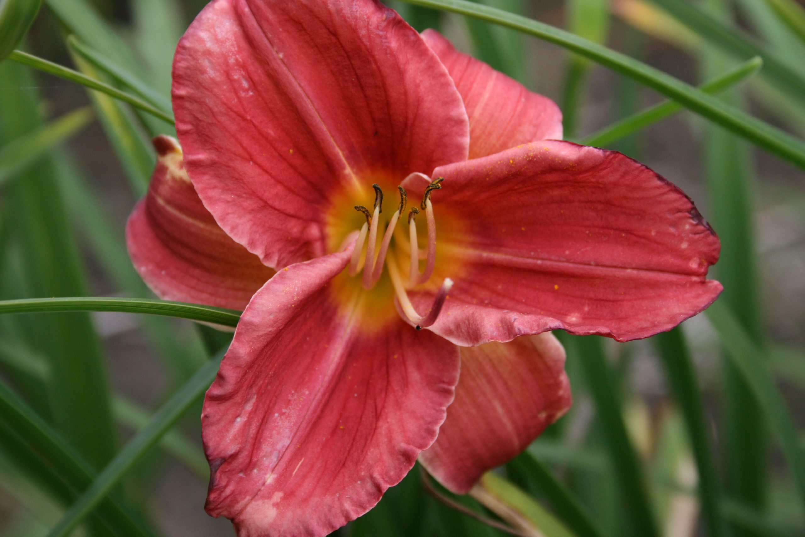 2450_hemerocallis_cultorum_rosy_returns_SS_002.jpeg