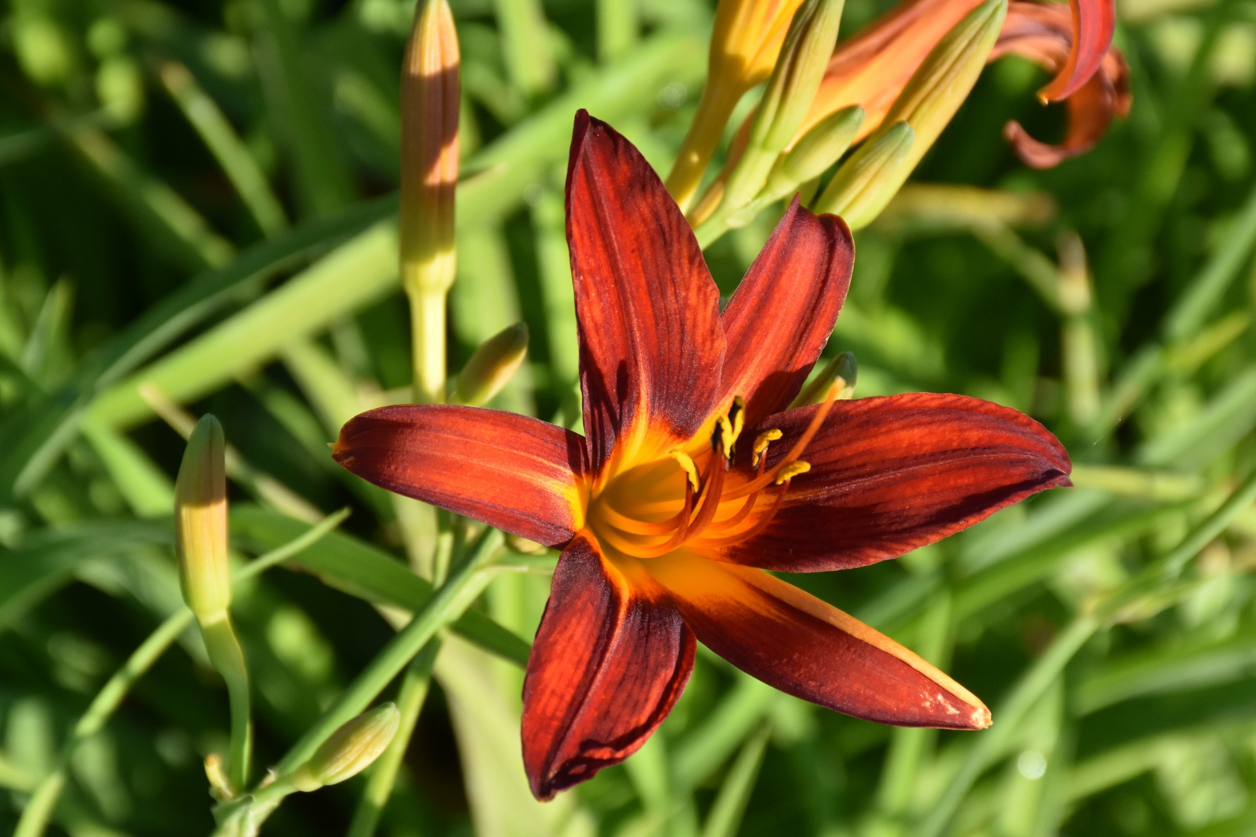 2454_hemerocallis_cultorum_sammy_russell_XS_004.jpeg