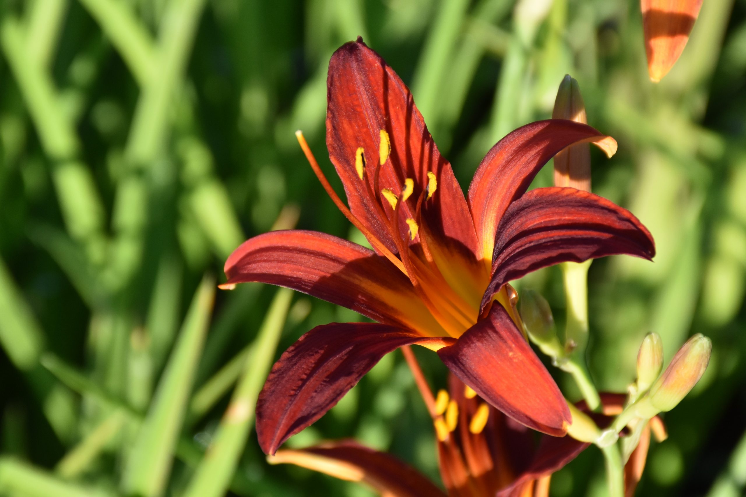 2455_hemerocallis_cultorum_sammy_russell_XS_005.jpeg