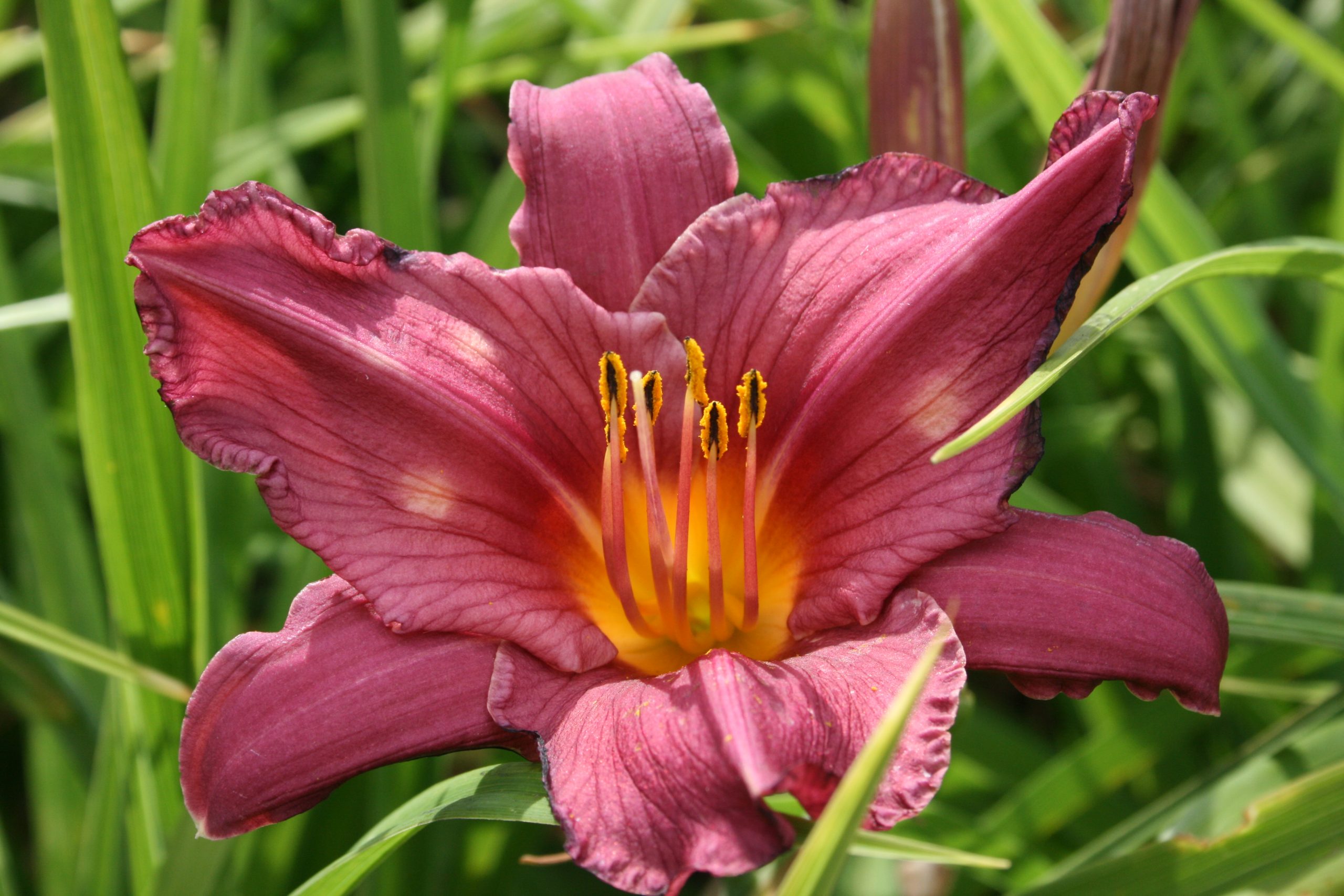 2462_hemerocallis_cultorum_summer_wine_SS_001.jpeg