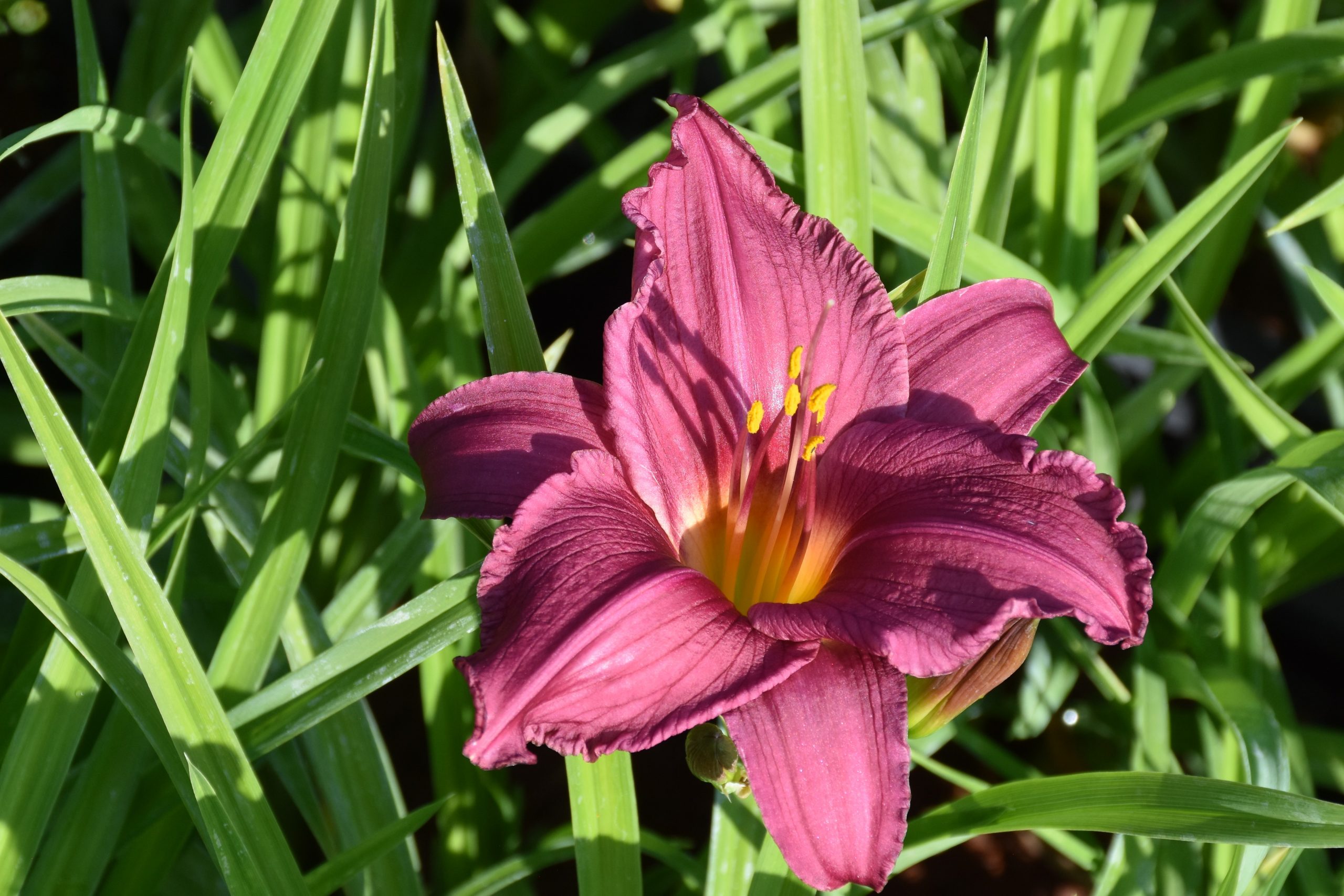 2465_hemerocallis_cultorum_summer_wine_XS_004.jpeg