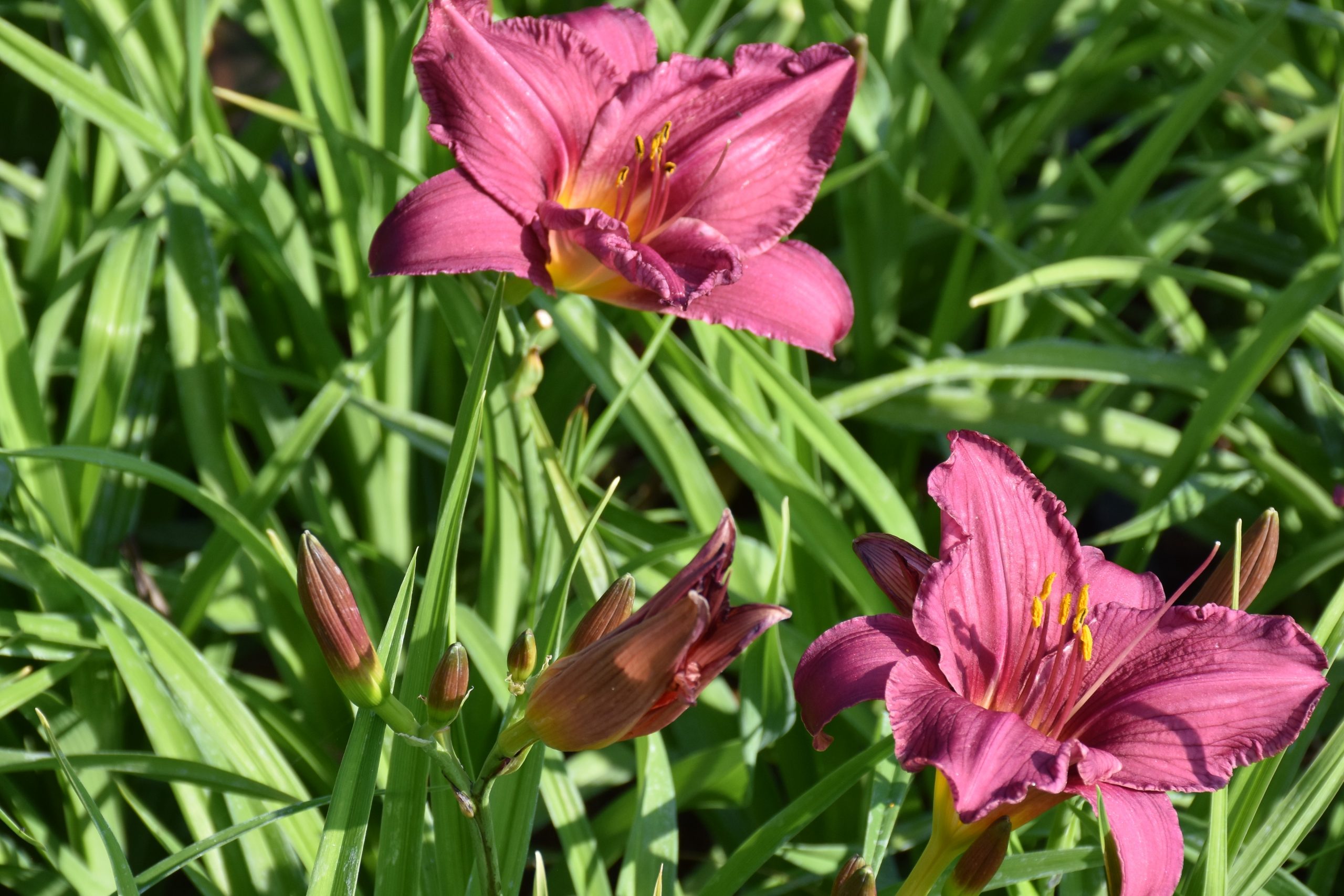 2466_hemerocallis_cultorum_summer_wine_XS_005.jpeg