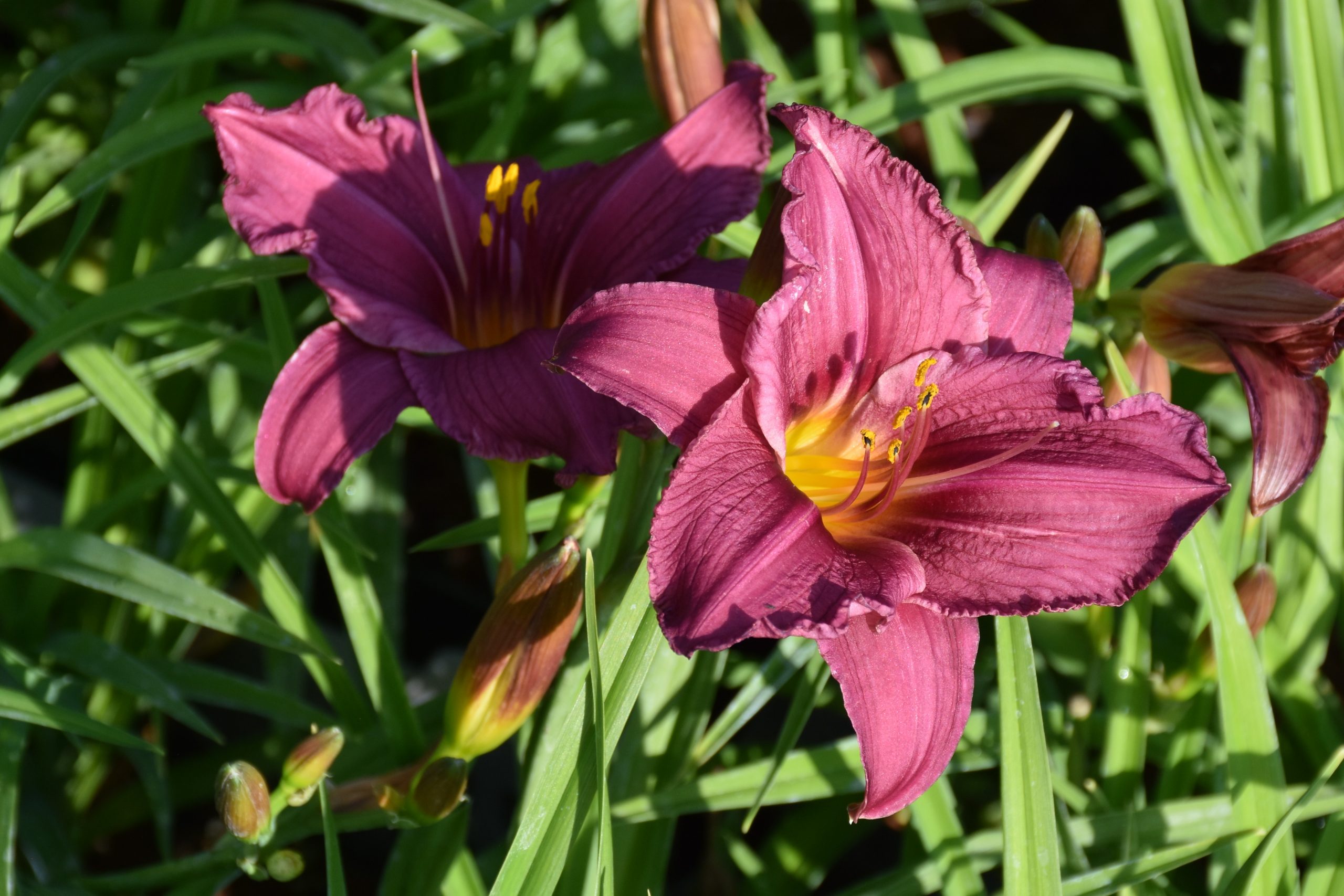 2467_hemerocallis_cultorum_summer_wine_XS_006.jpeg