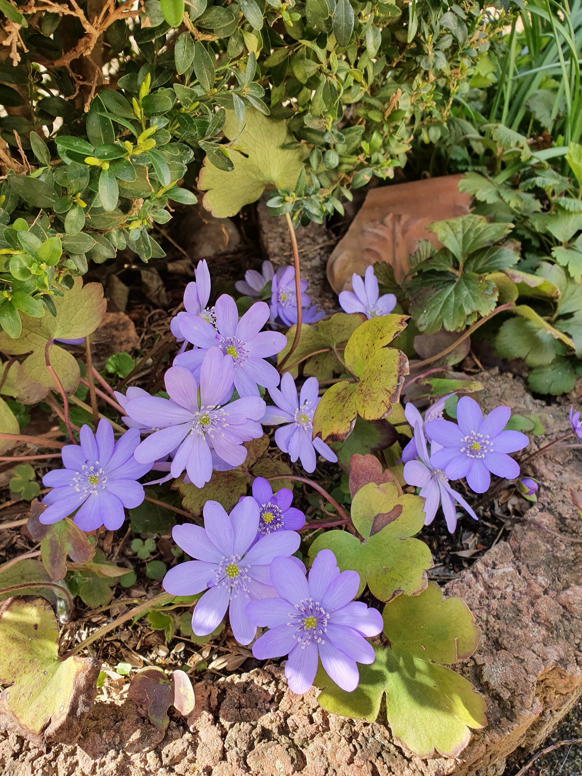 2474_hepatica_nobilis_ZK_003.jpeg