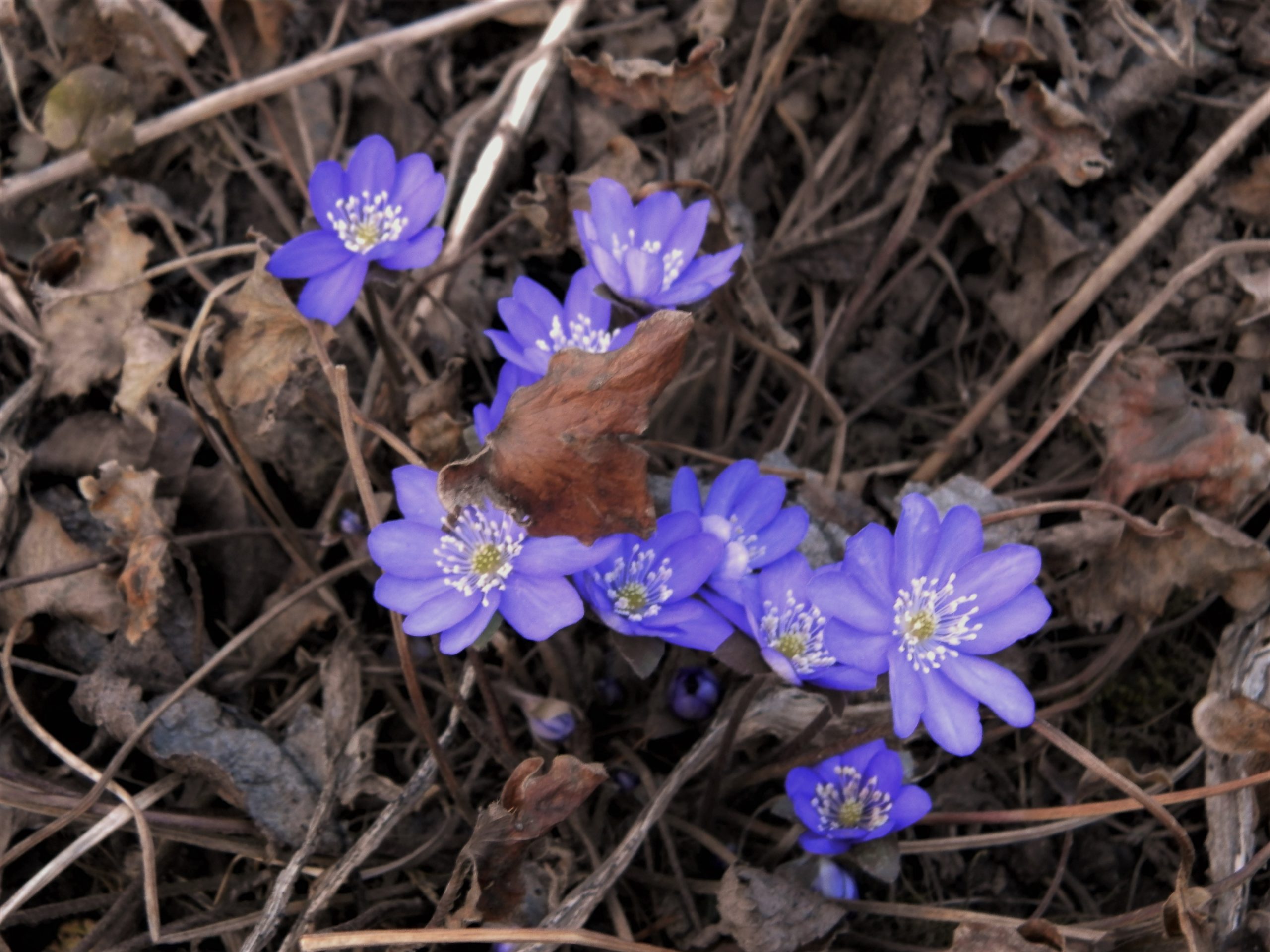 2475_hepatica_nobilis_XS_004.jpeg