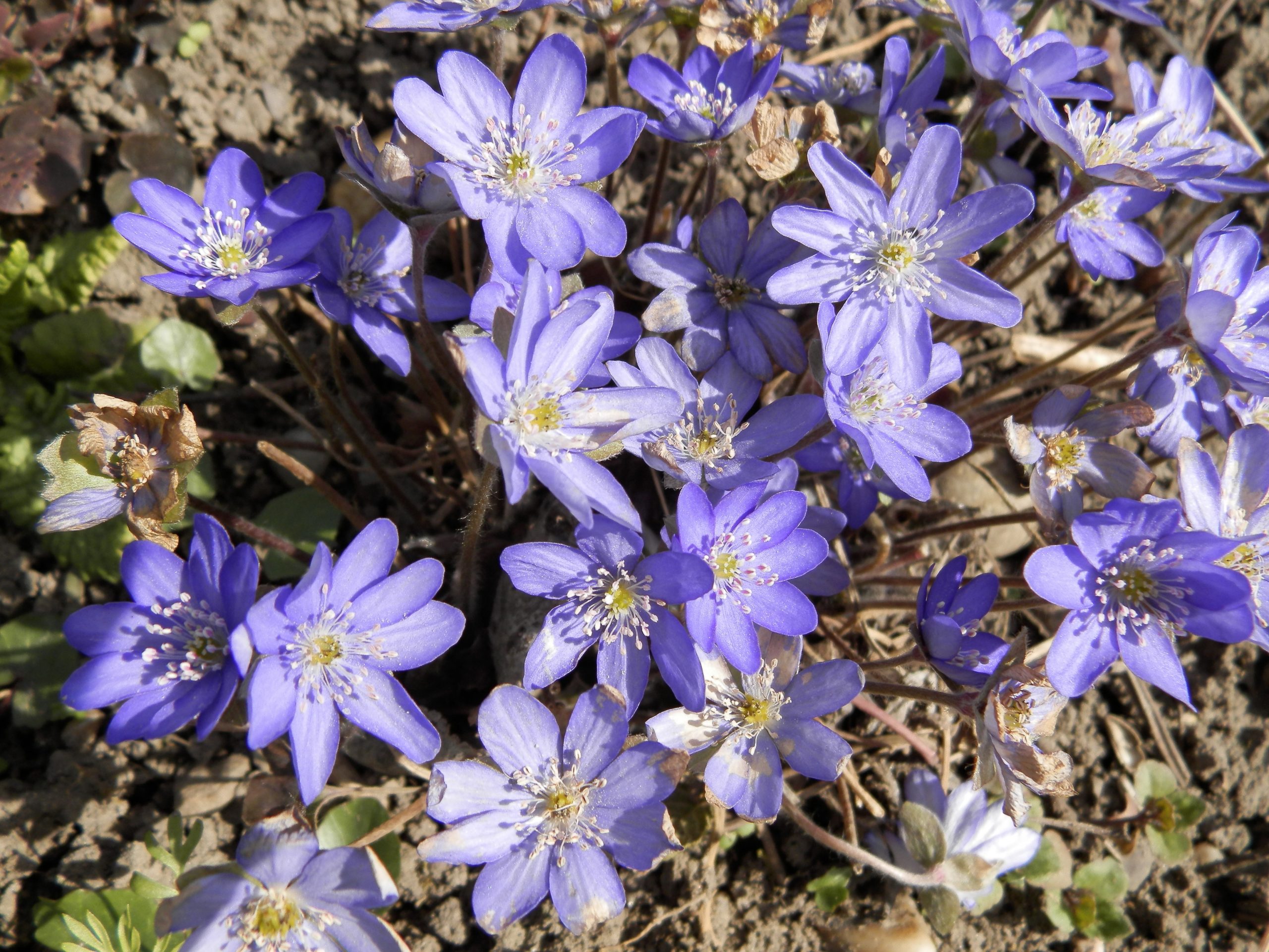 2476_hepatica_nobilis_XS_005.jpeg