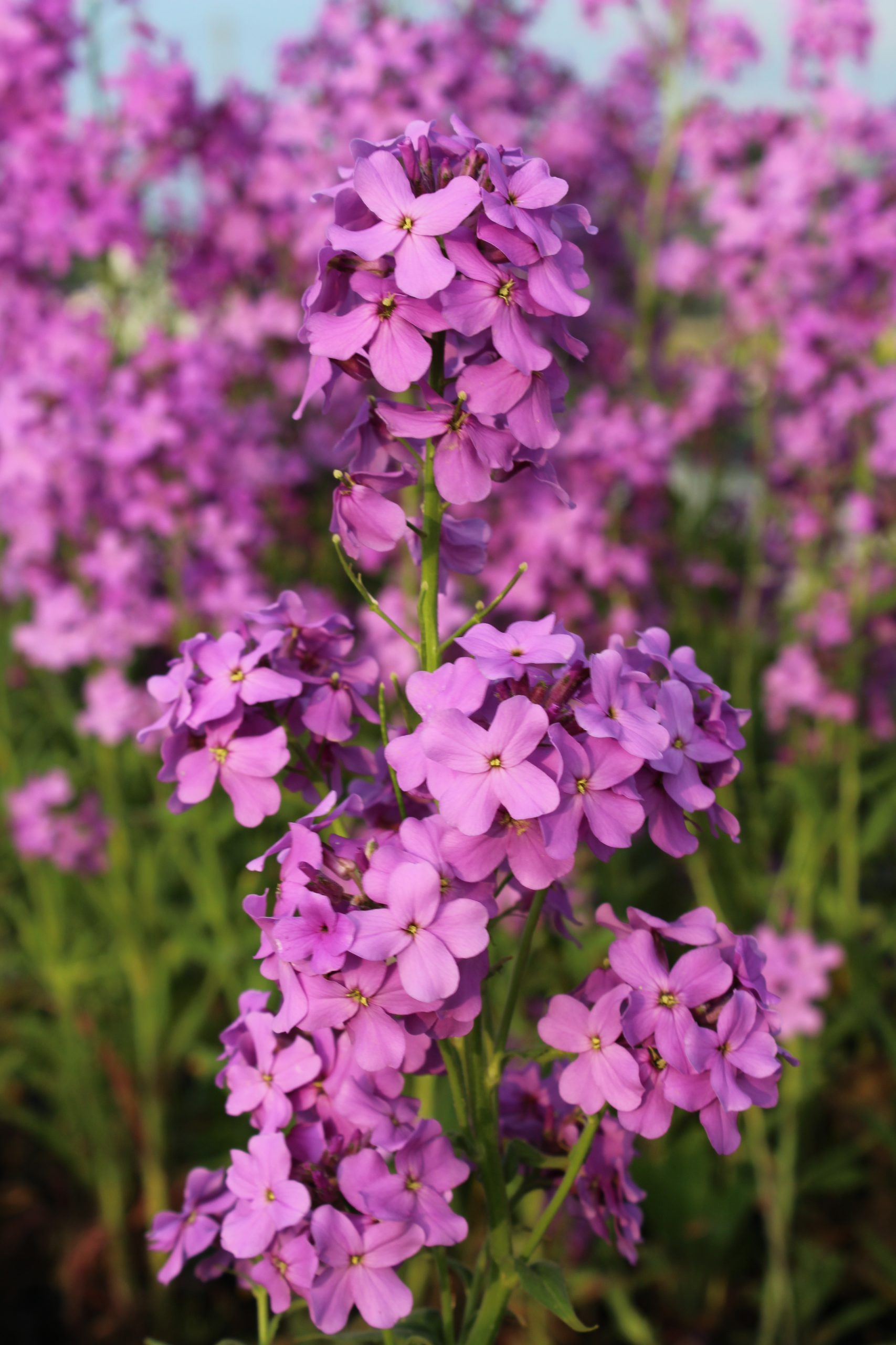 2478_hesperis_matronalis_SS_001.jpeg