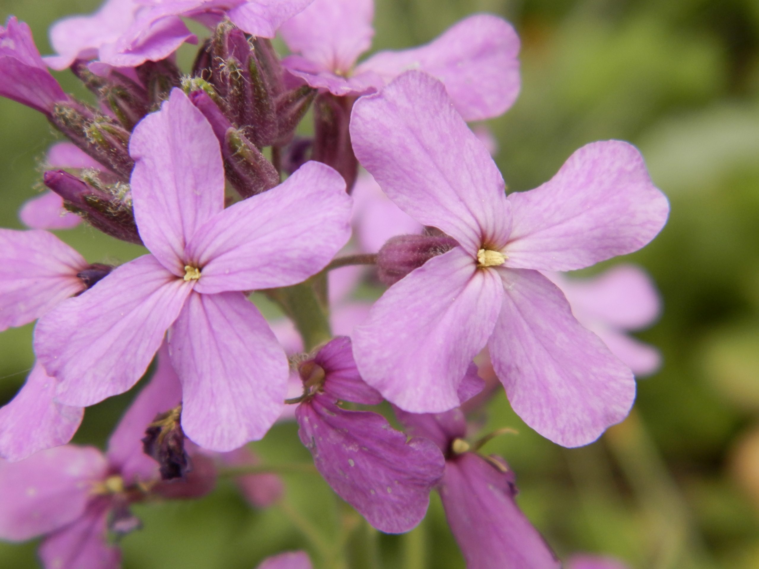 2479_hesperis_matronalis_XS_002.jpeg