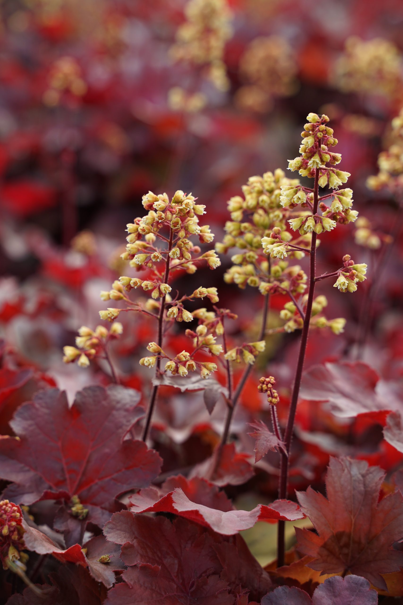 2488_heuchera_cultorum_little_cutie_blondie_SS_001.jpeg