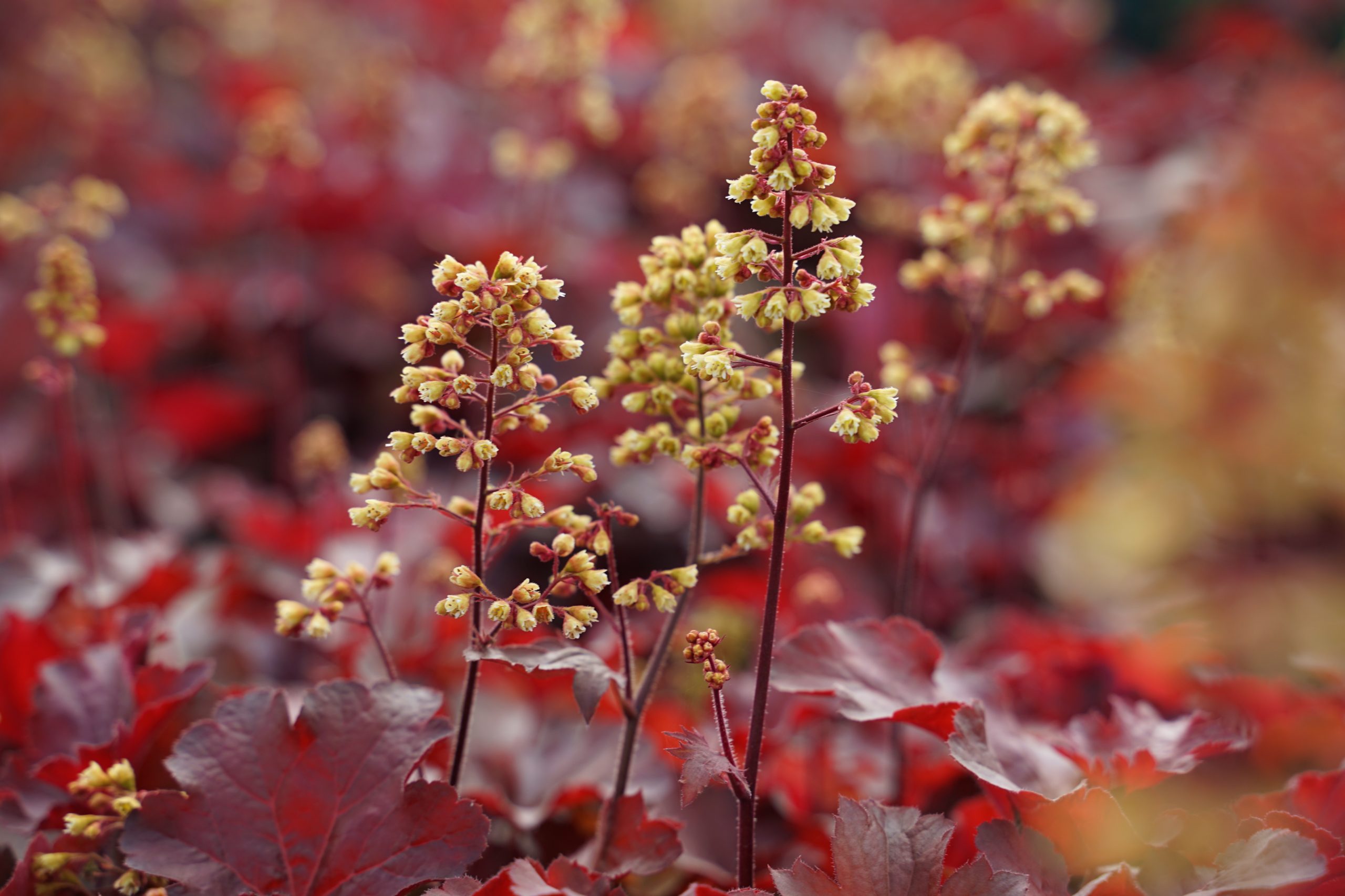 2489_heuchera_cultorum_little_cutie_blondie_SS_002.jpeg
