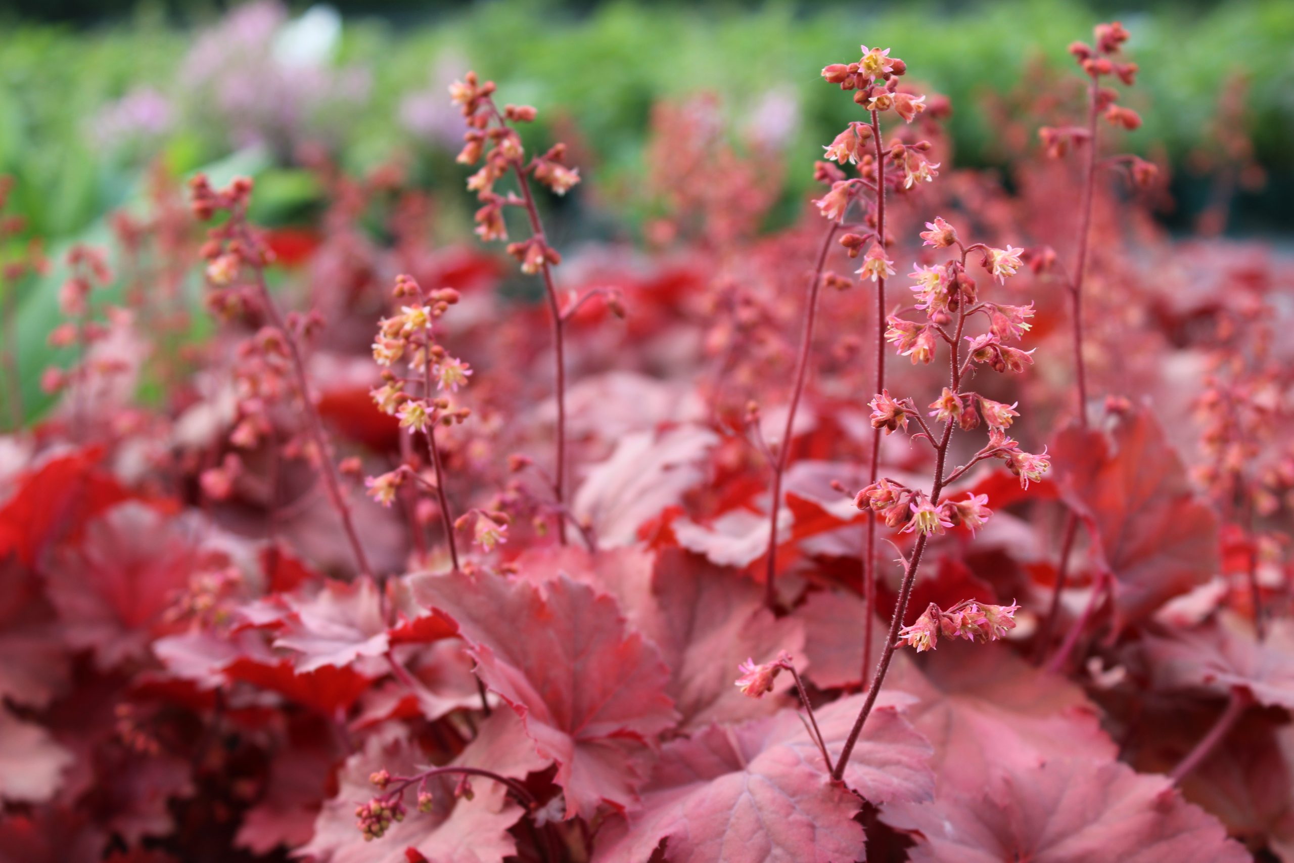 2502_heuchera_cultorum_cherry_cola_SS_001.jpeg