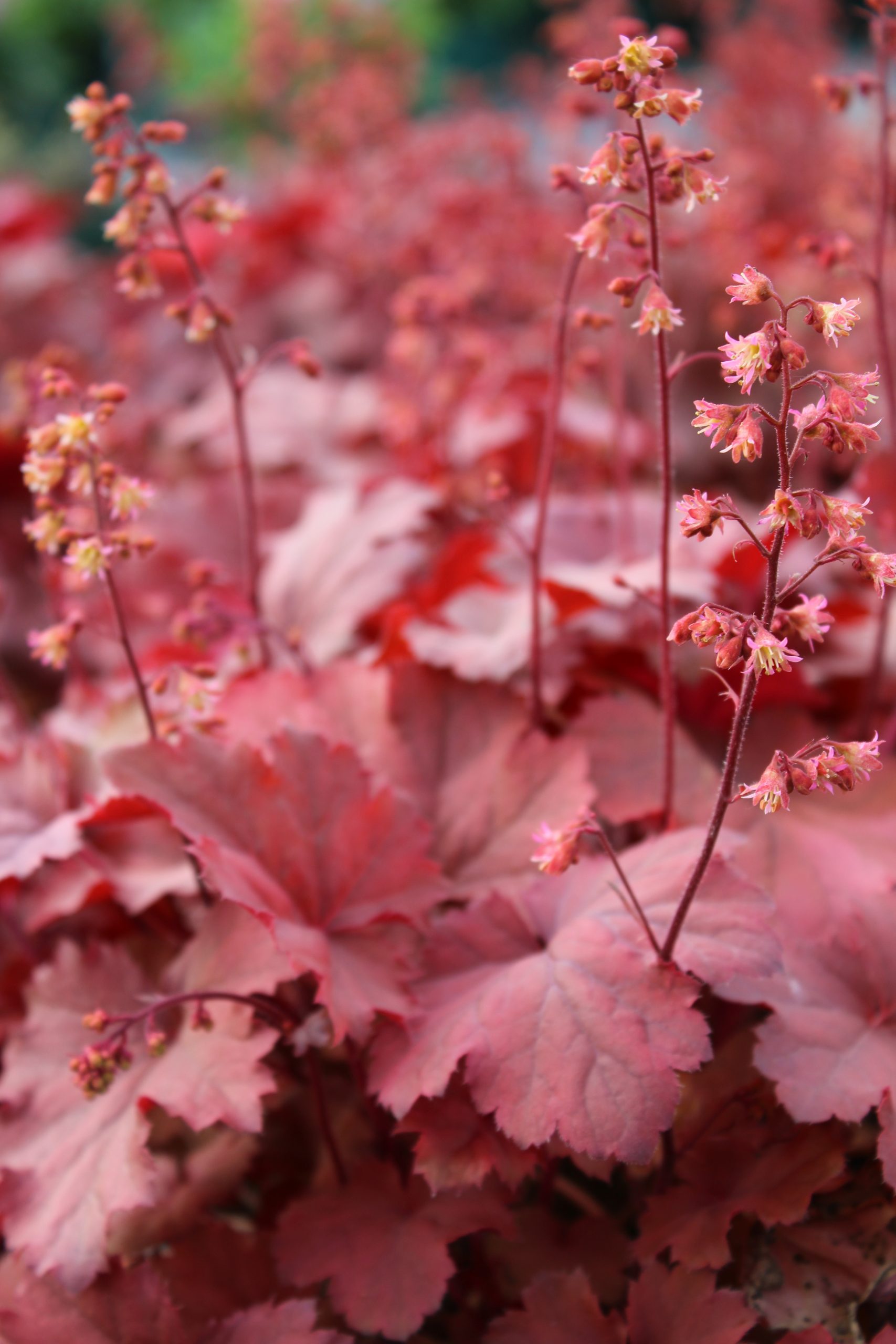 2503_heuchera_cultorum_cherry_cola_SS_002.jpeg