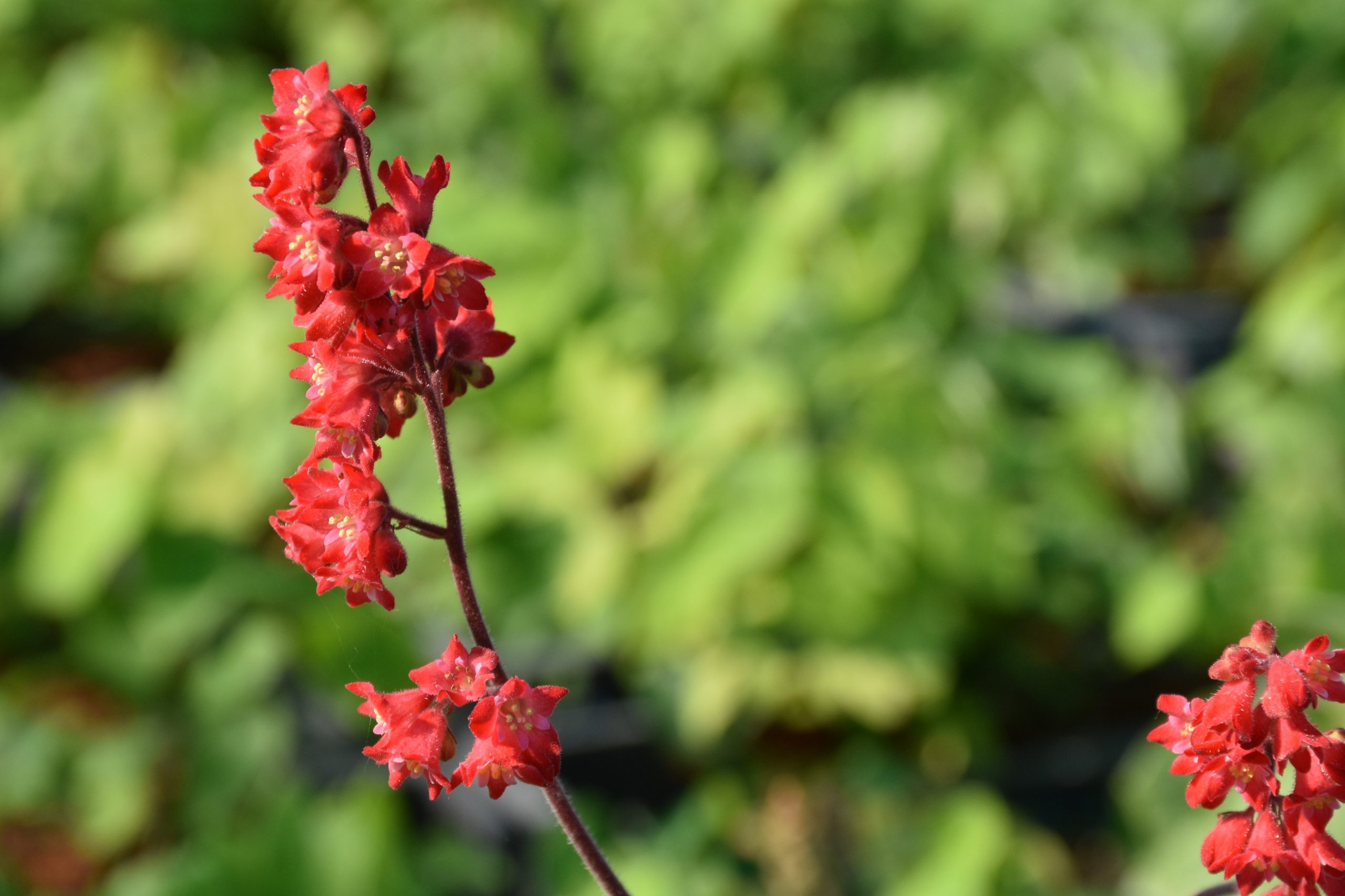 2525_heuchera_sanguinea_leuchtkafer_XS_003.jpeg
