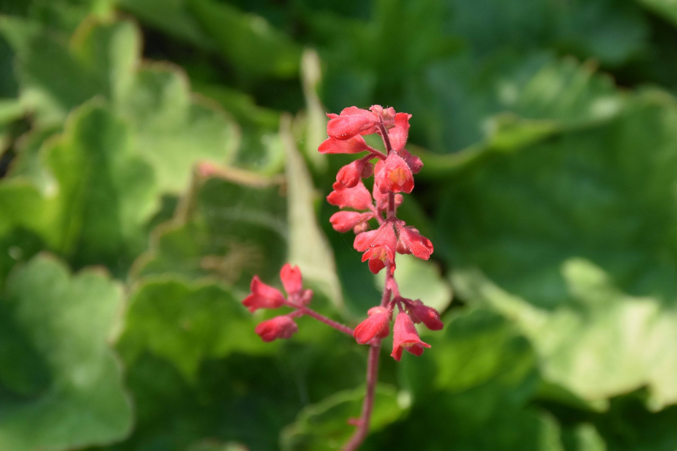 2527_heuchera_sanguinea_leuchtkafer_XS_005.jpeg