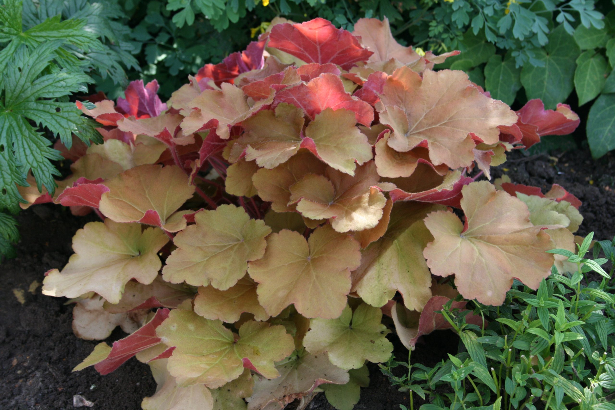 2530_heuchera_villosa_caramel_SS_001.jpeg