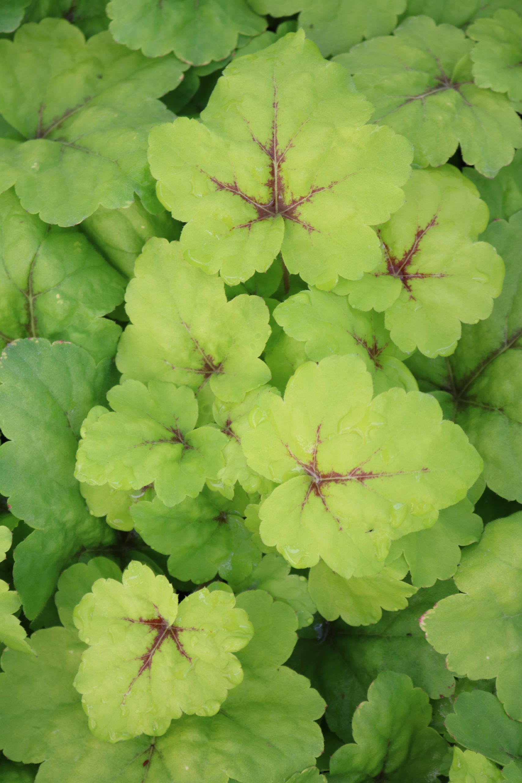 2561_heucherella_tiarelloides_stoplight_XS_003.jpeg