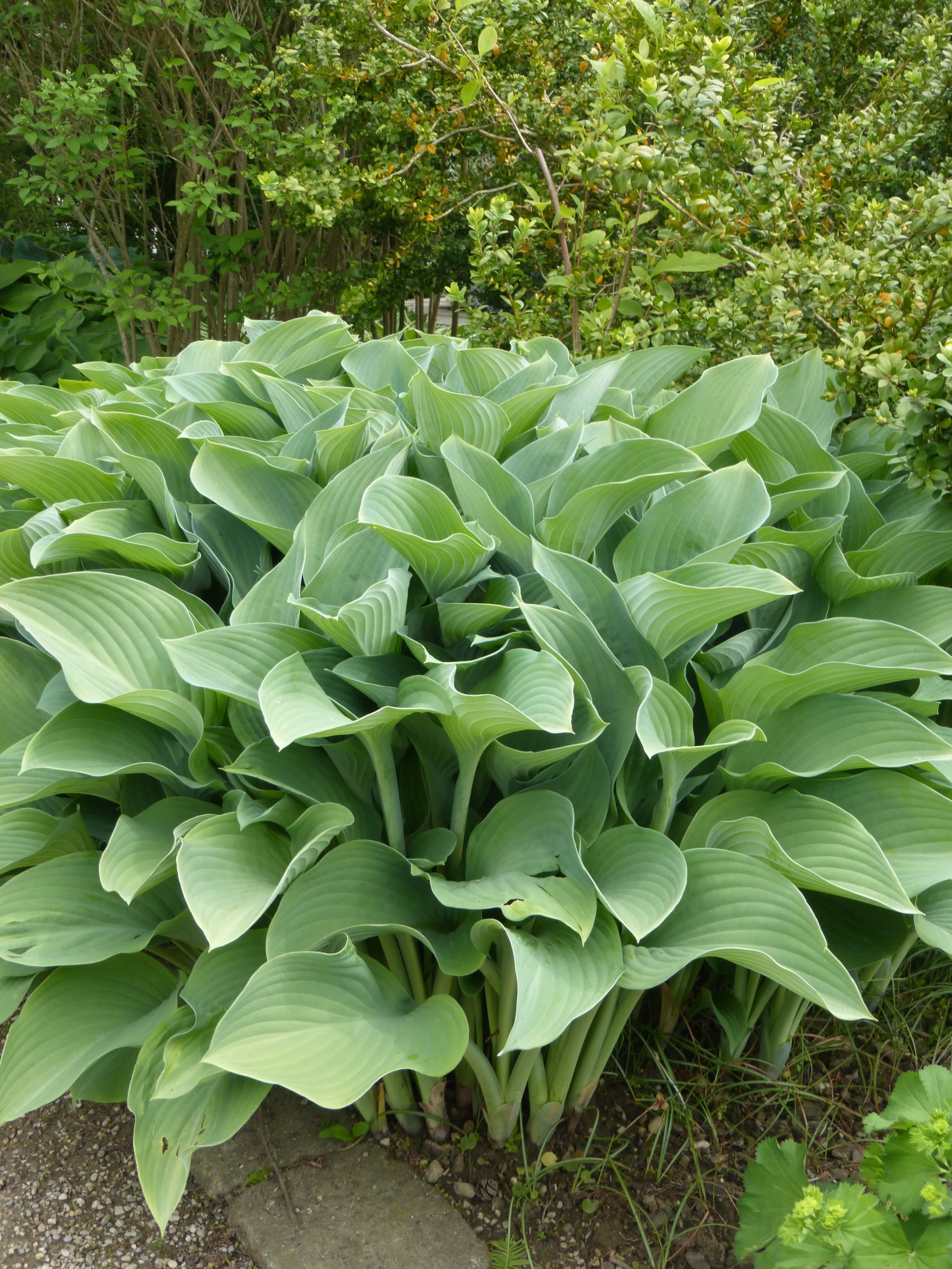 2596_hosta_nigrescens_krossa_regal_SS_002.jpeg