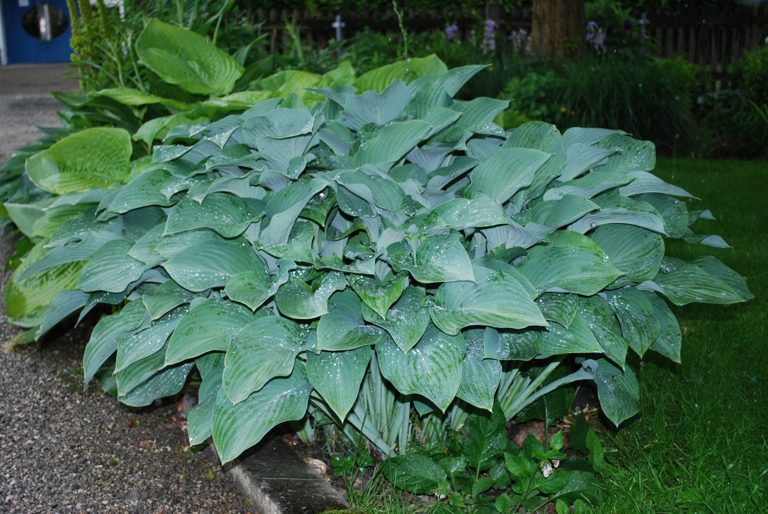 2597_hosta_nigrescens_krossa_regal_XS_003.jpeg