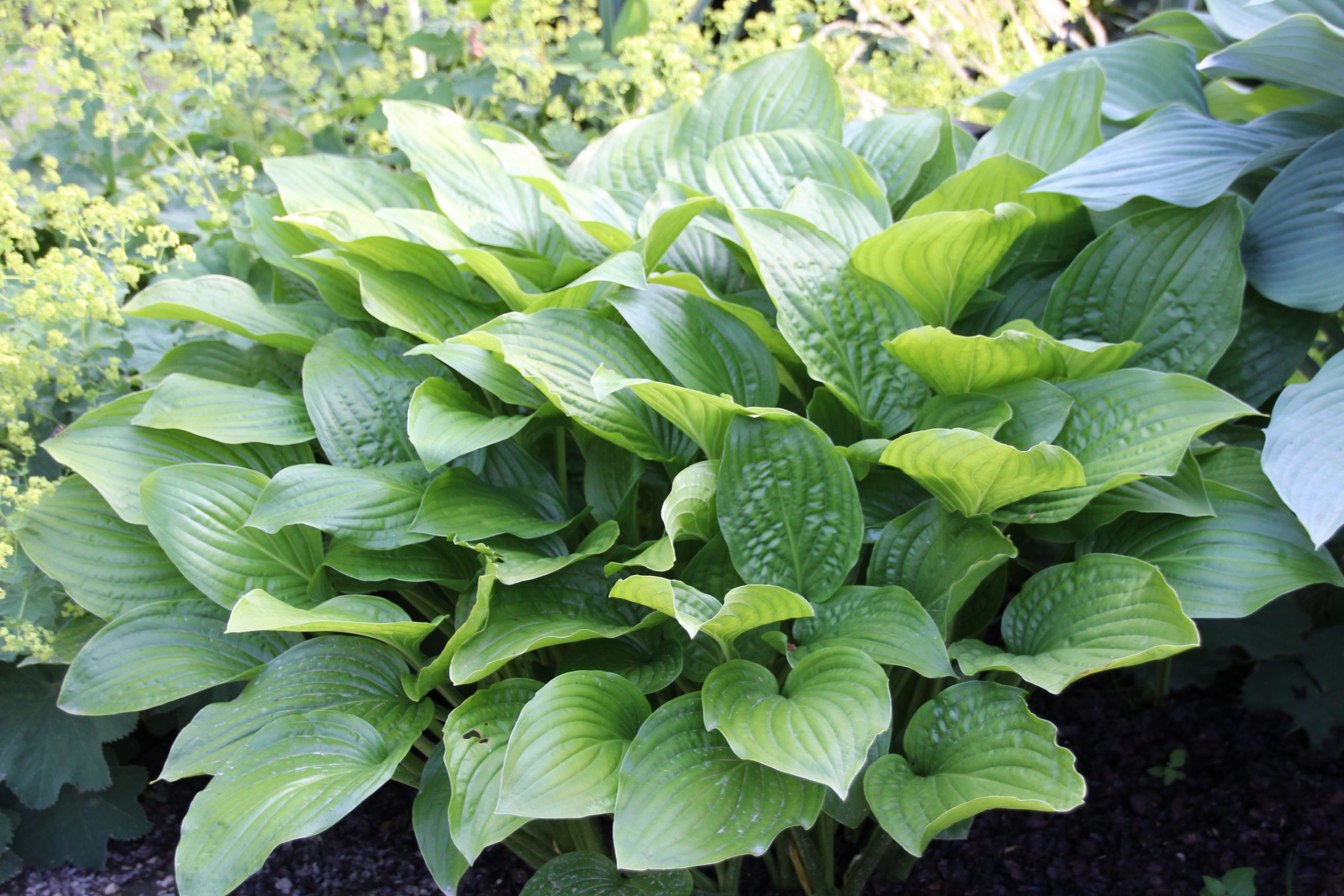 2609_hosta_plantaginea_royal_standard_SS_003.jpeg