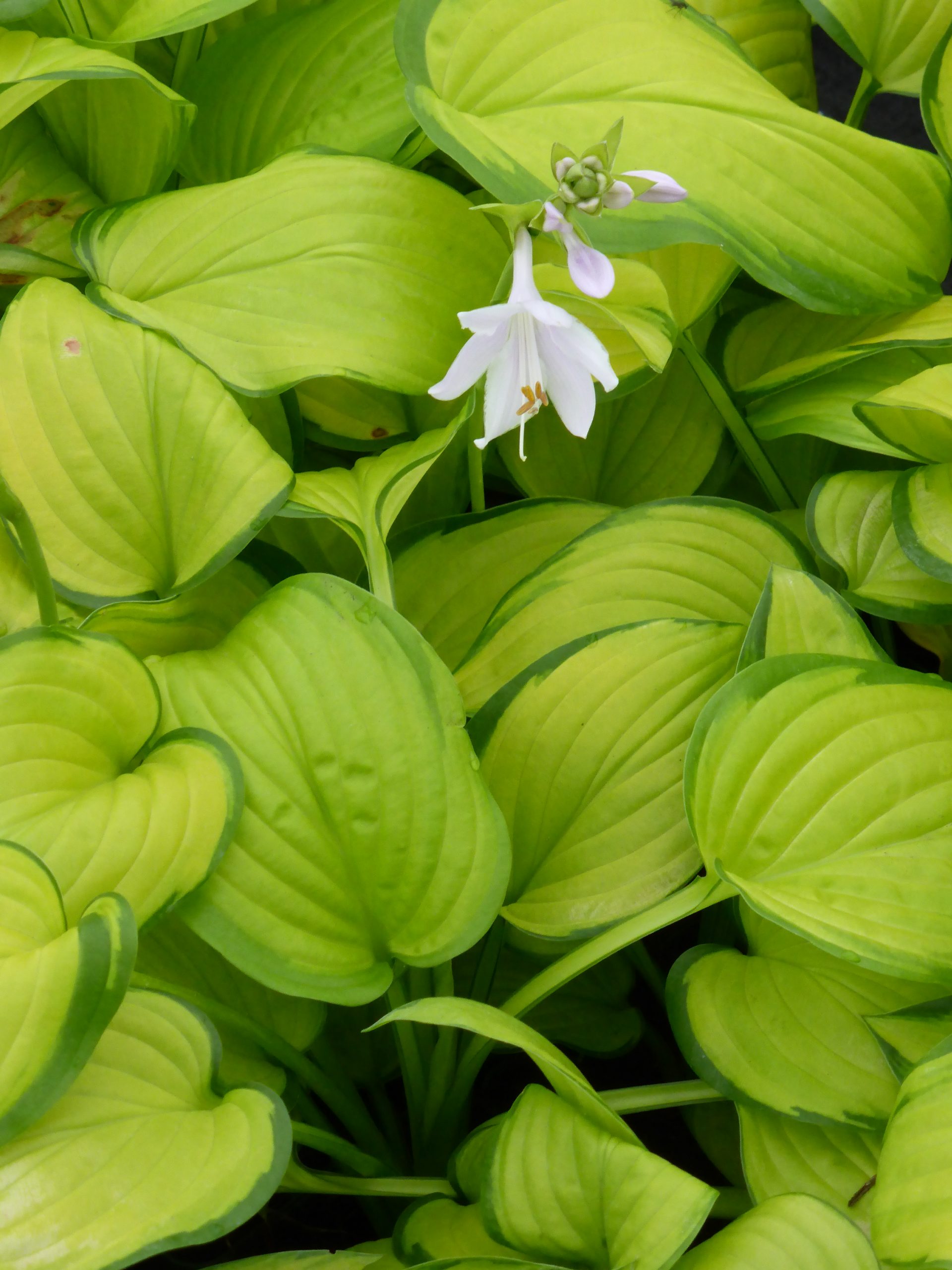 2613_hosta_plantaginea_stained_glass_SS_001.jpeg