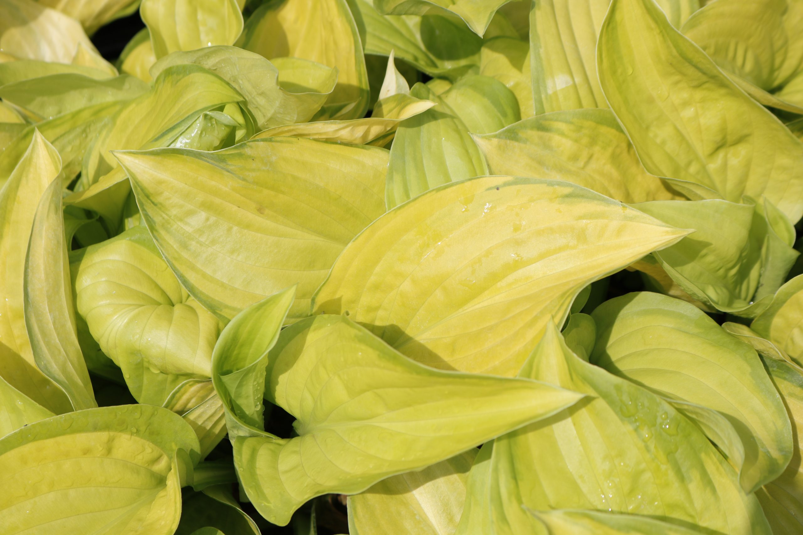2615_hosta_plantaginea_stained_glass_XS_003.jpeg