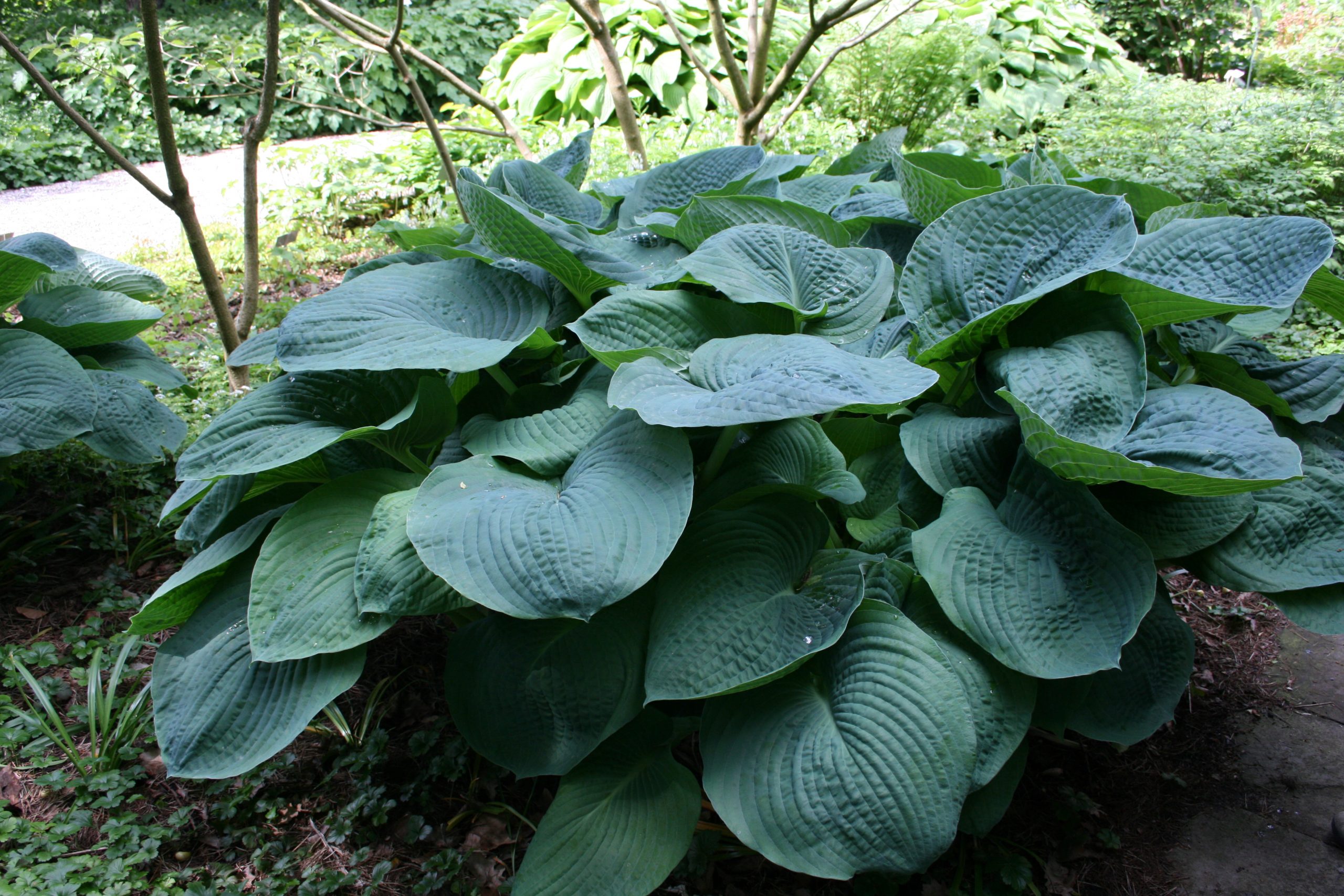 2631_hosta_sieboldiana_elegans_SS_001.jpeg