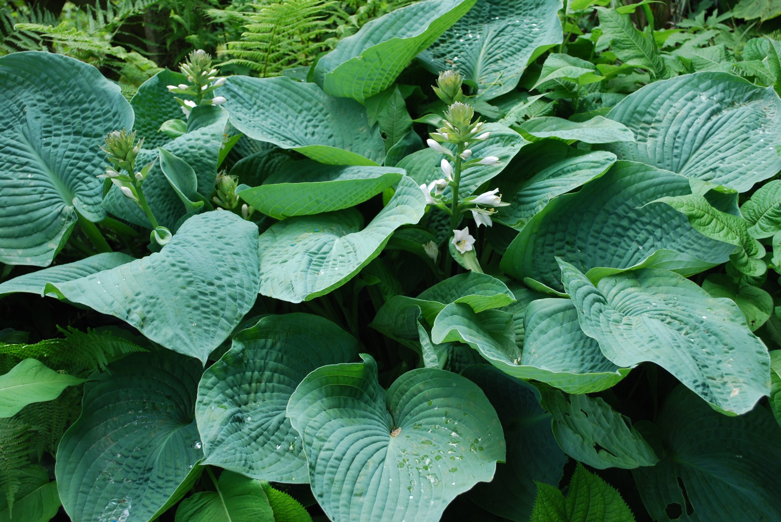 2633_hosta_sieboldiana_elegans_XS_003.jpeg