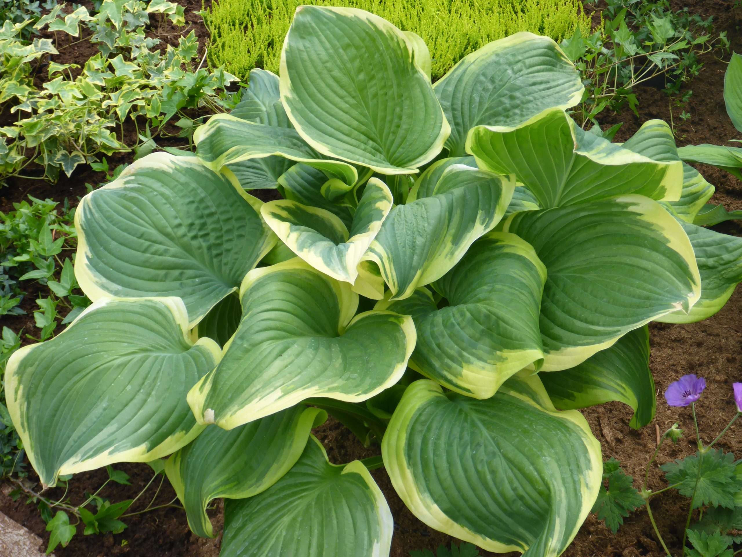 2647_hosta_sieboldiana_wide_brim_SS_002.jpeg