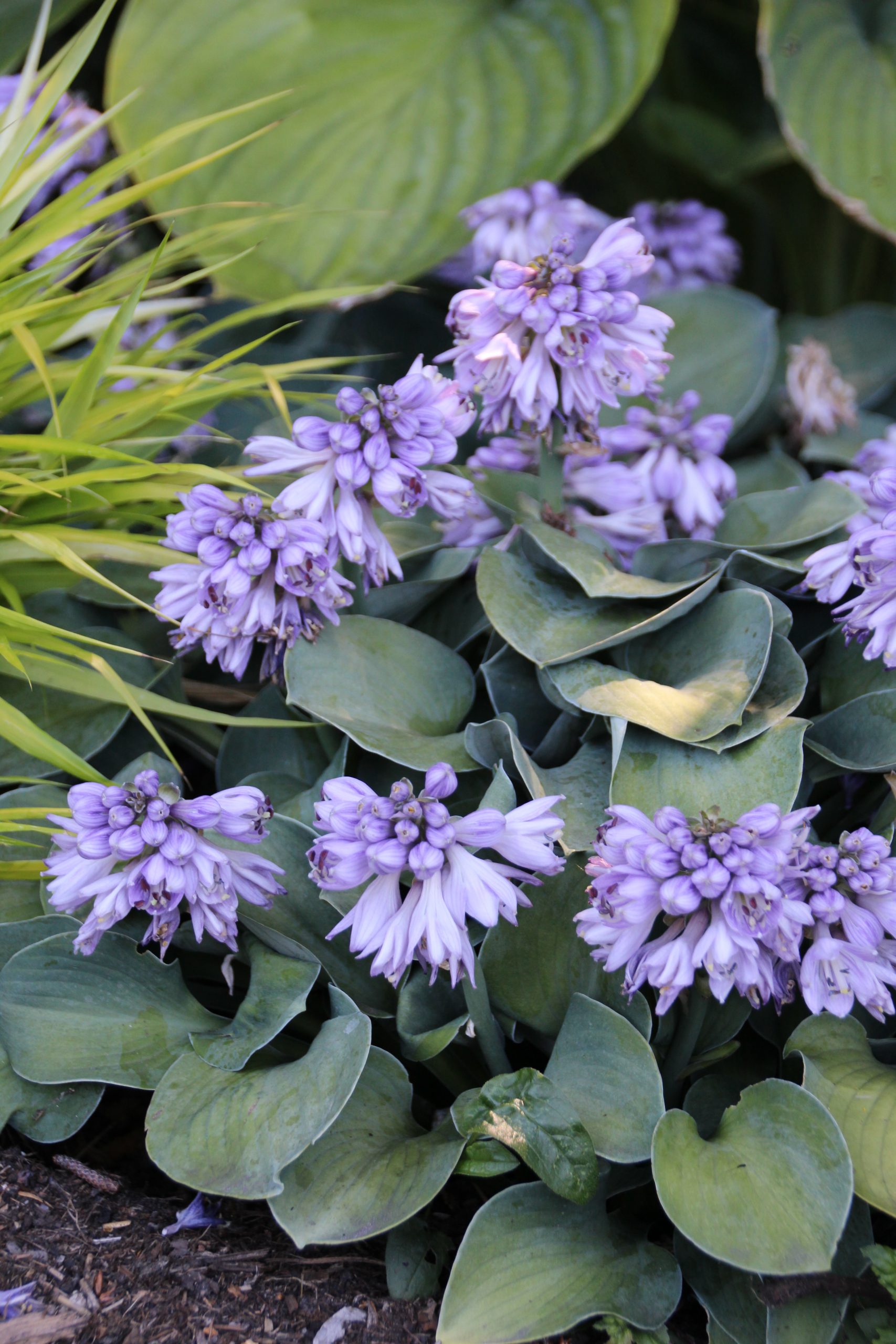 2656_hosta_tokudama_blue_mouse_ears_SS_002.jpeg