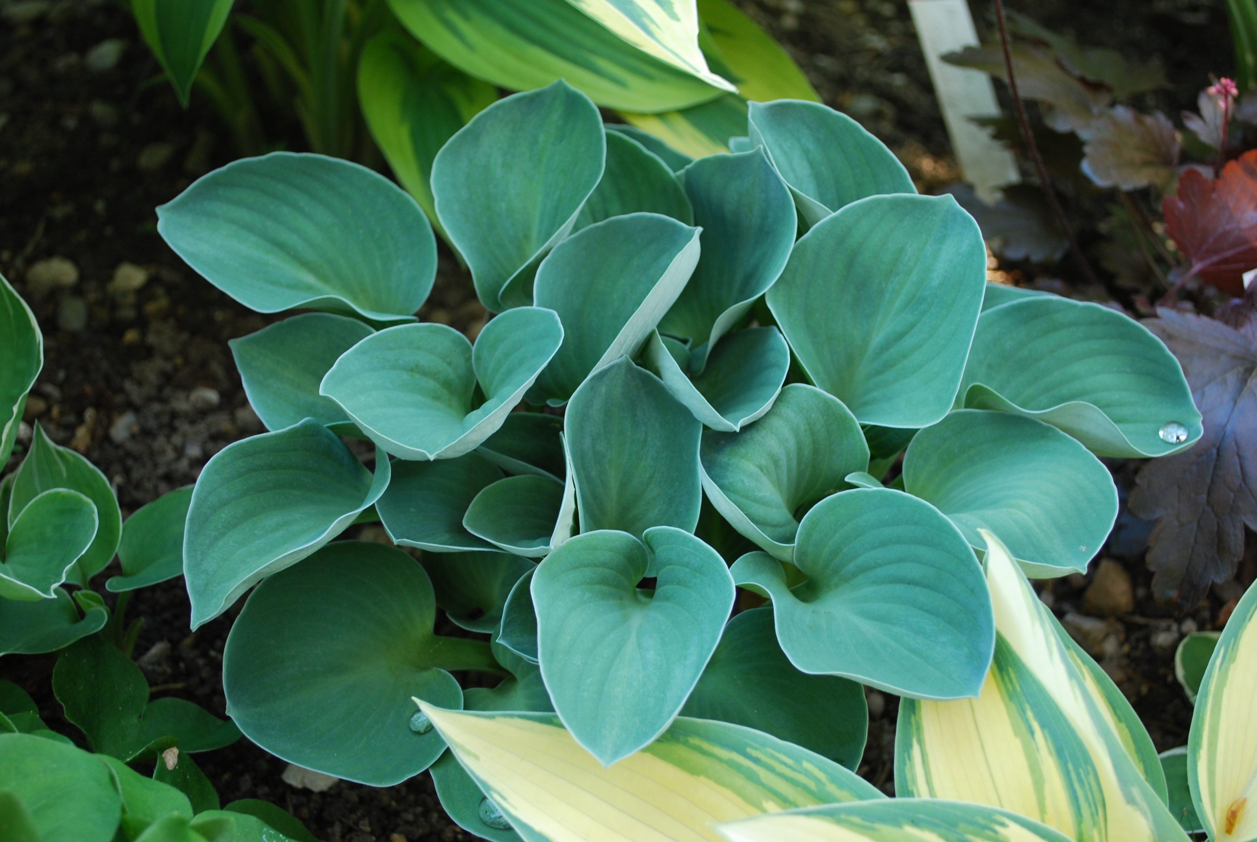 2659_hosta_tokudama_blue_mouse_ears_XS_005.jpeg