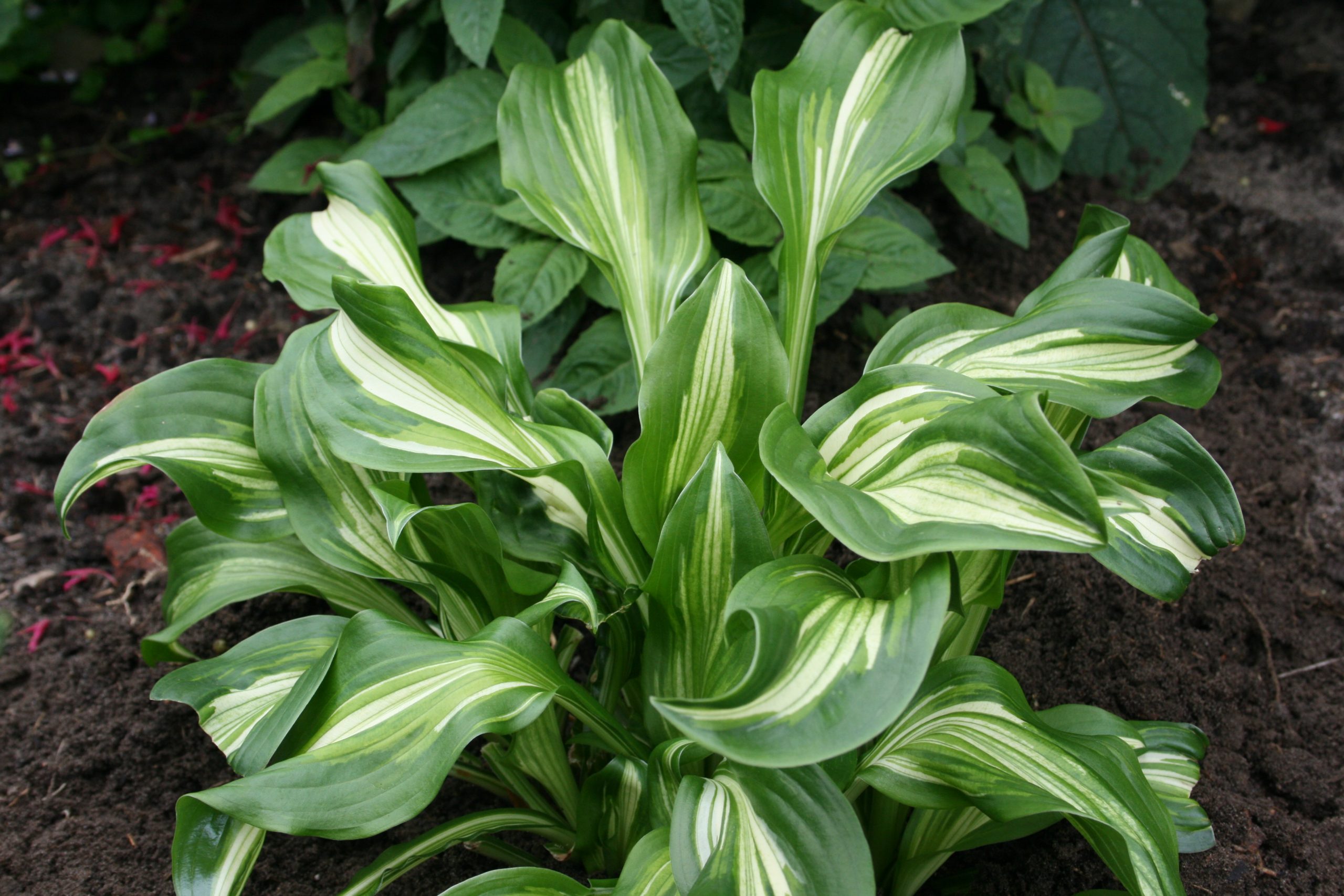2664_hosta_undulata_mediovariegata_SS_001.jpeg