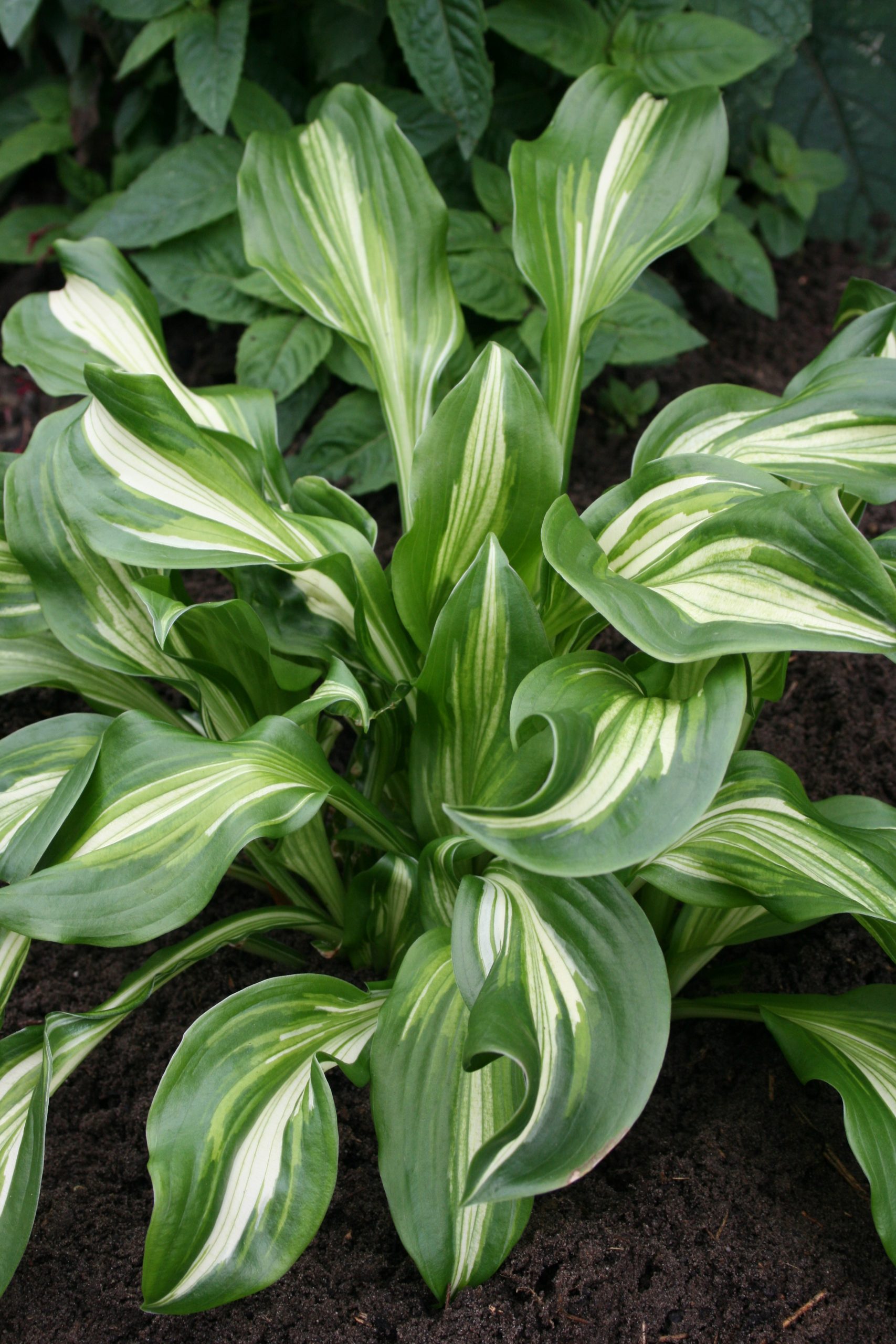 2665_hosta_undulata_mediovariegata_SS_002.jpeg