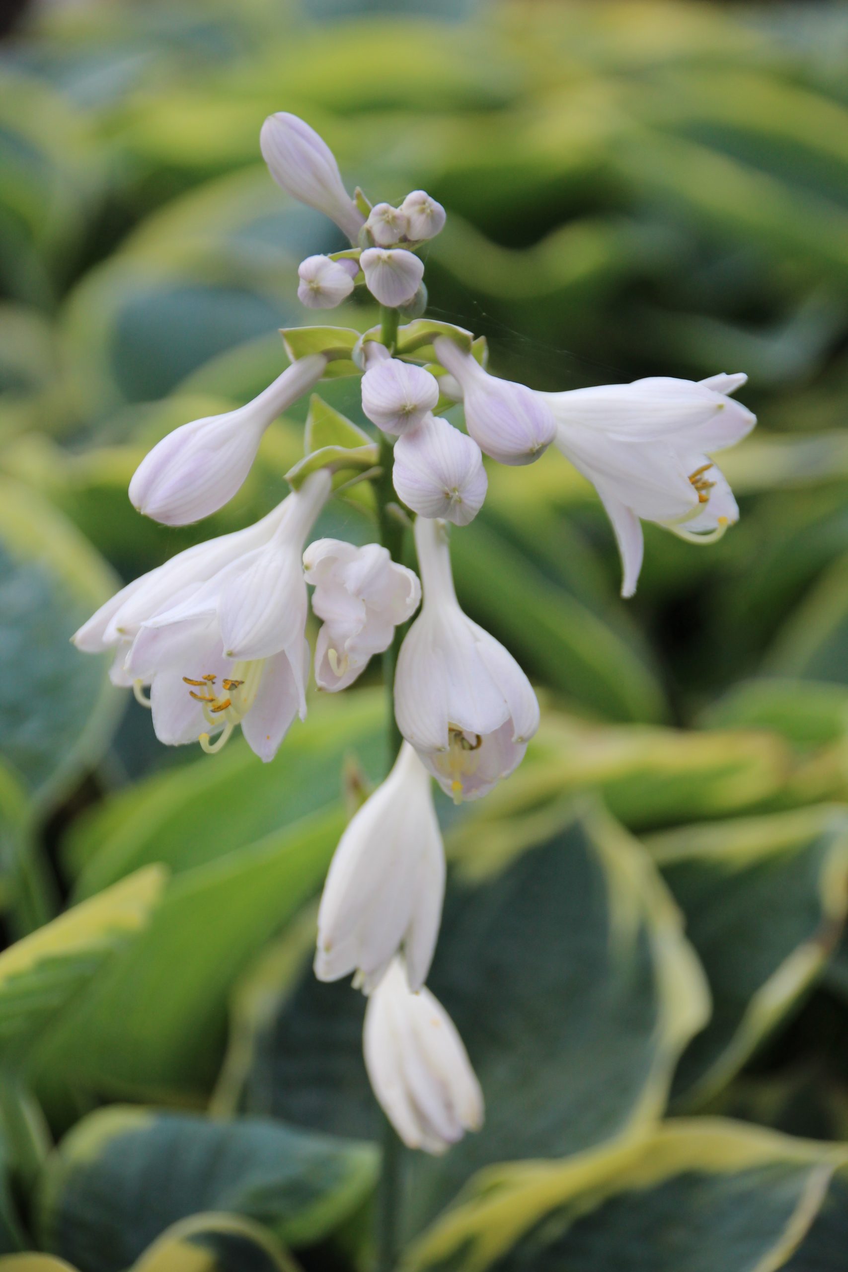 2695_hosta_cultorum_ussuri_SS_002.jpeg