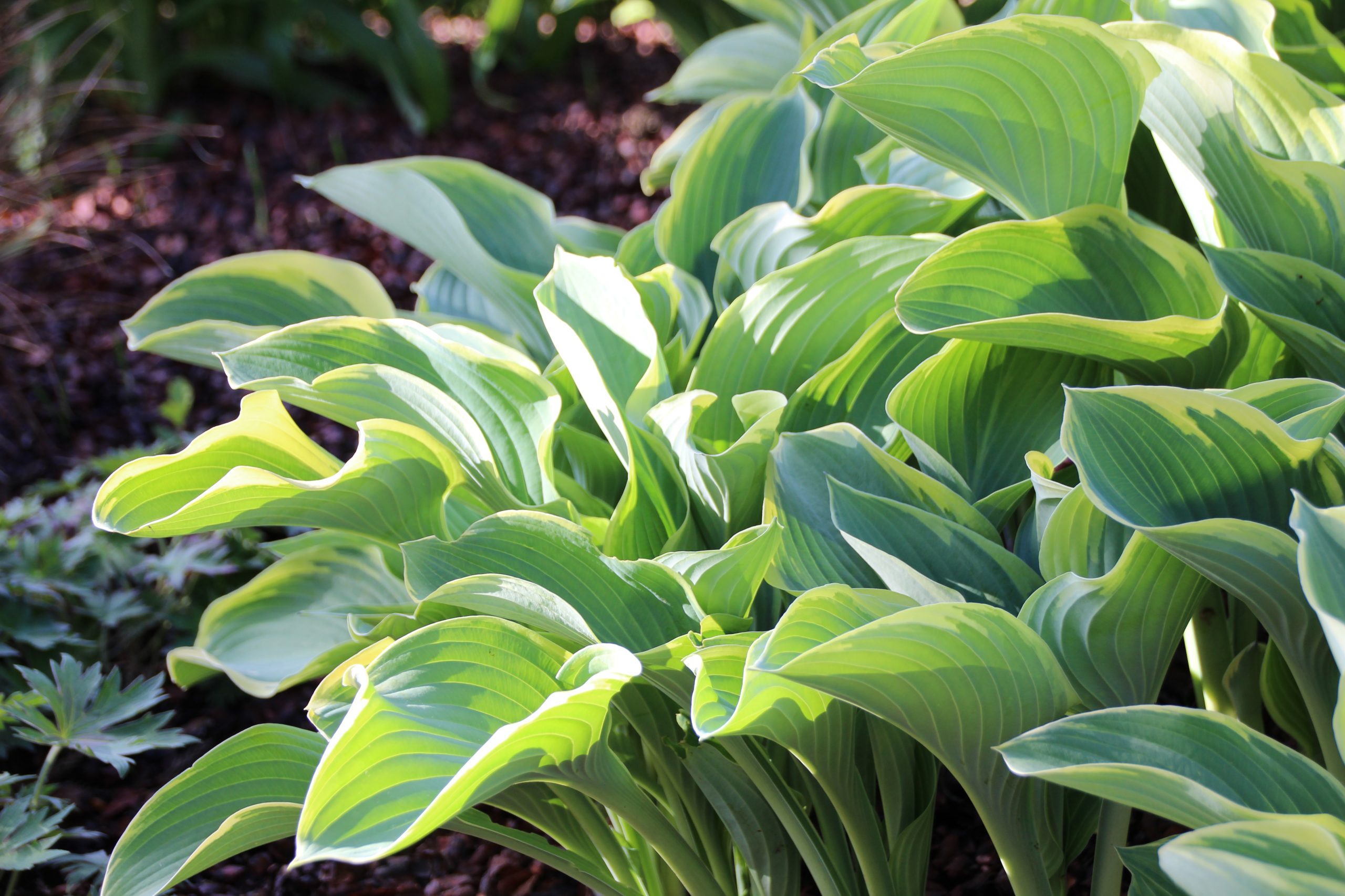 2701_hosta_fortunei_francee_SS_002.jpeg