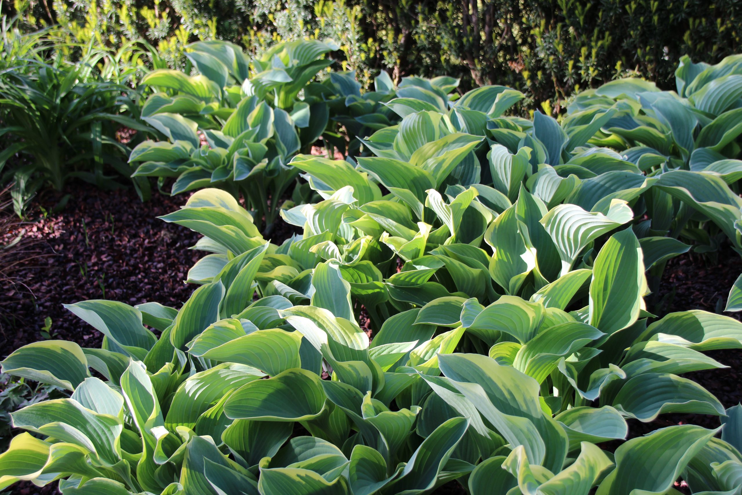2702_hosta_fortunei_francee_SS_003.jpeg