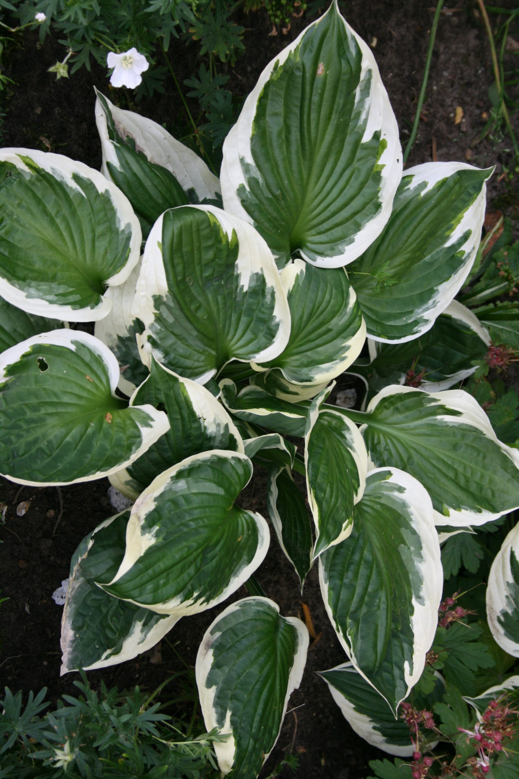 2710_hosta_fortunei_patriot_SS_002.jpeg