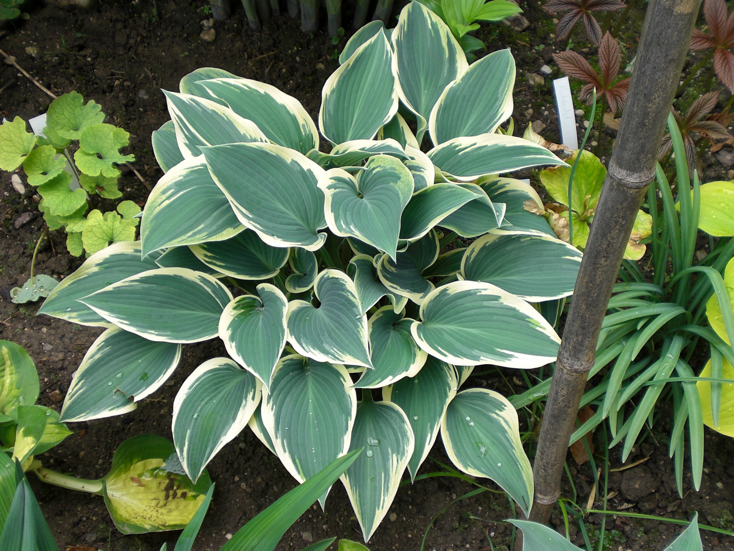 2716_hosta_tardiana_el_nino_XS_003.jpeg