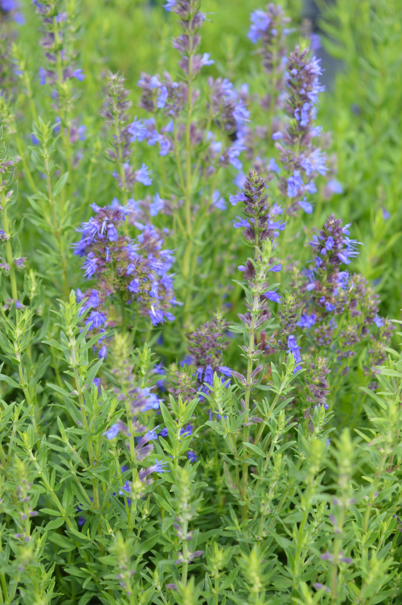 2749_hyssopus_officinalis_SS_002.jpeg