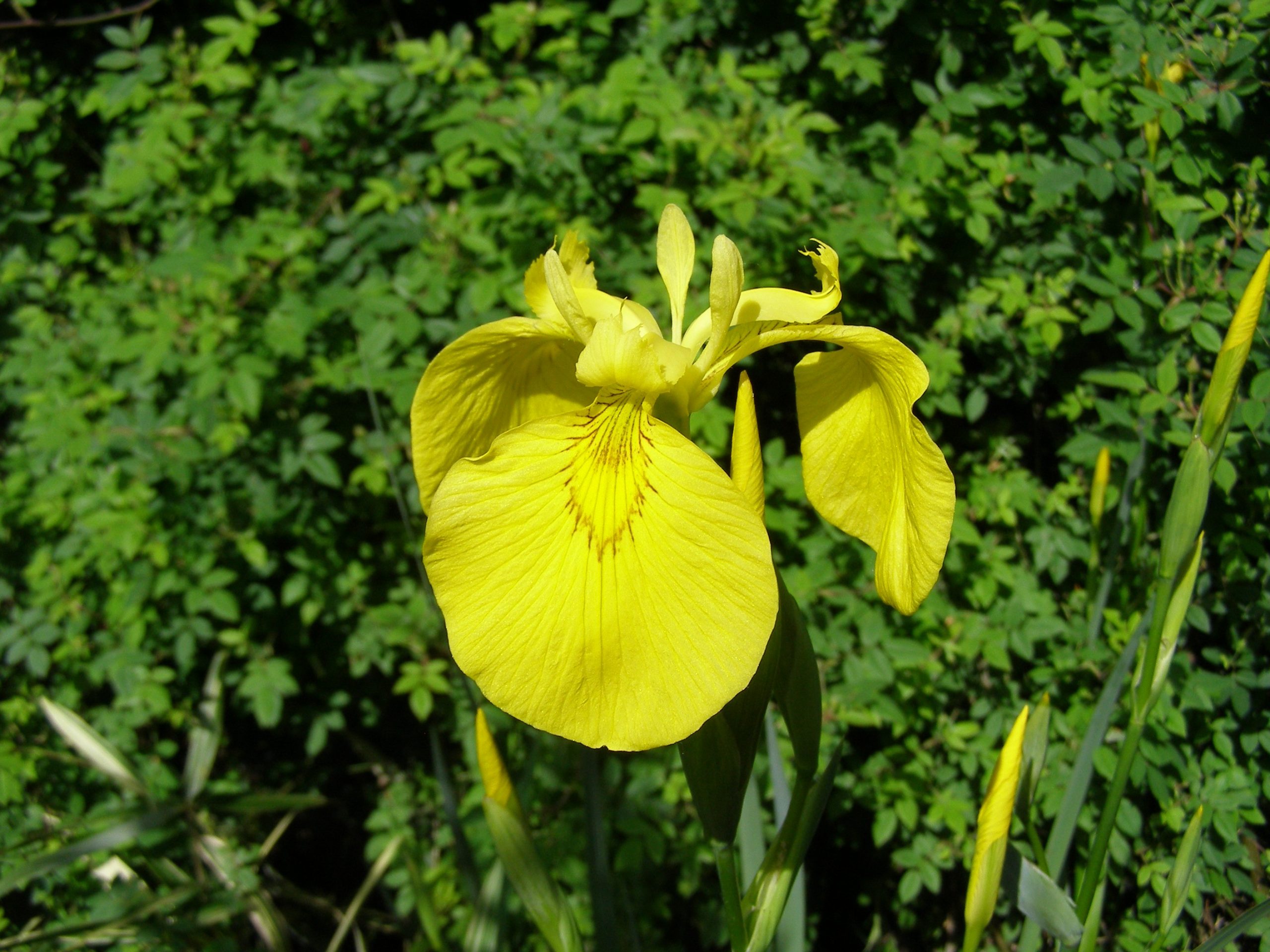 2794_iris_pseudacorus_XS_003.jpeg