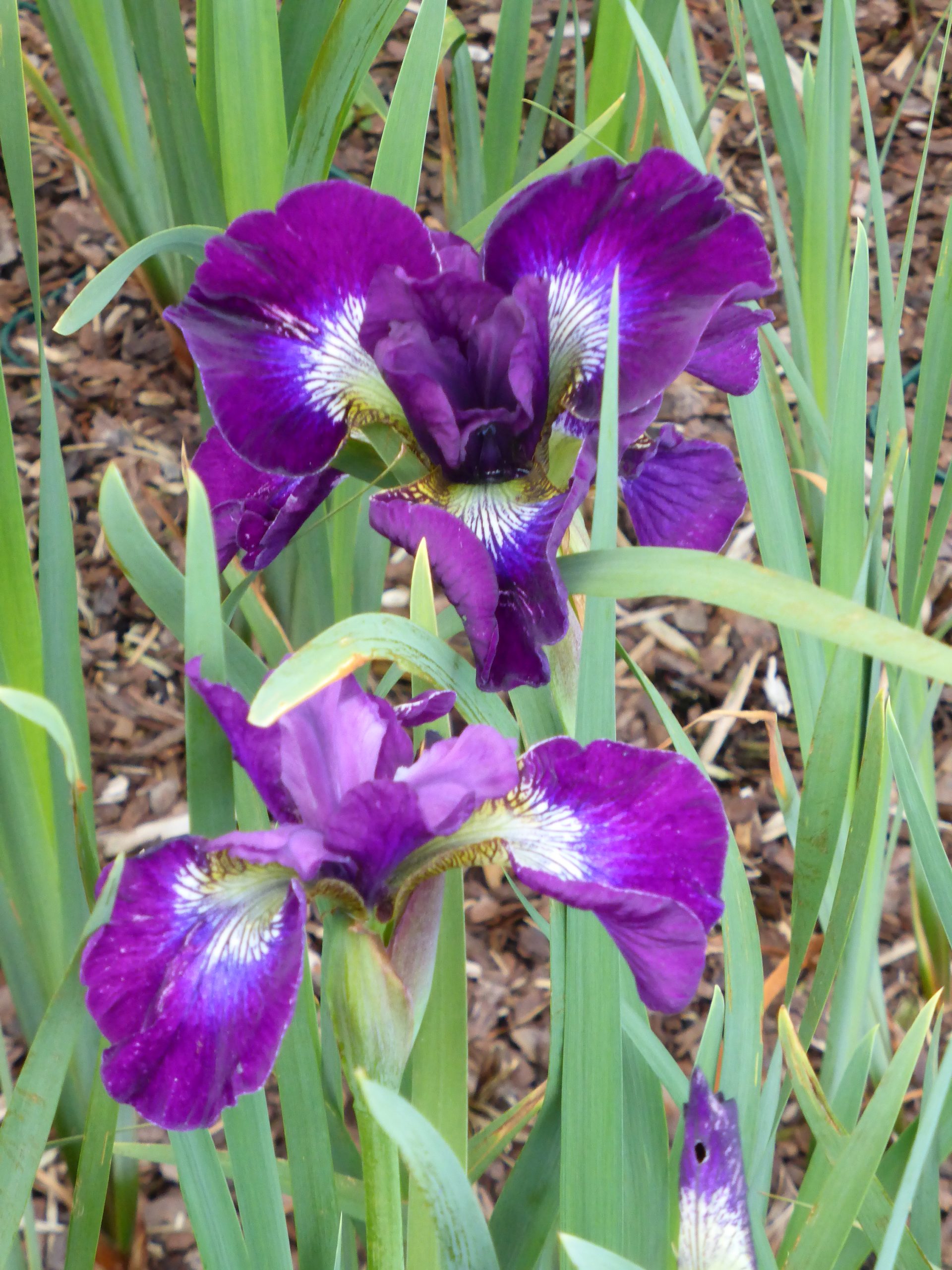 2801_iris_sibirica_berlin_purple_wine_SS_001.jpeg