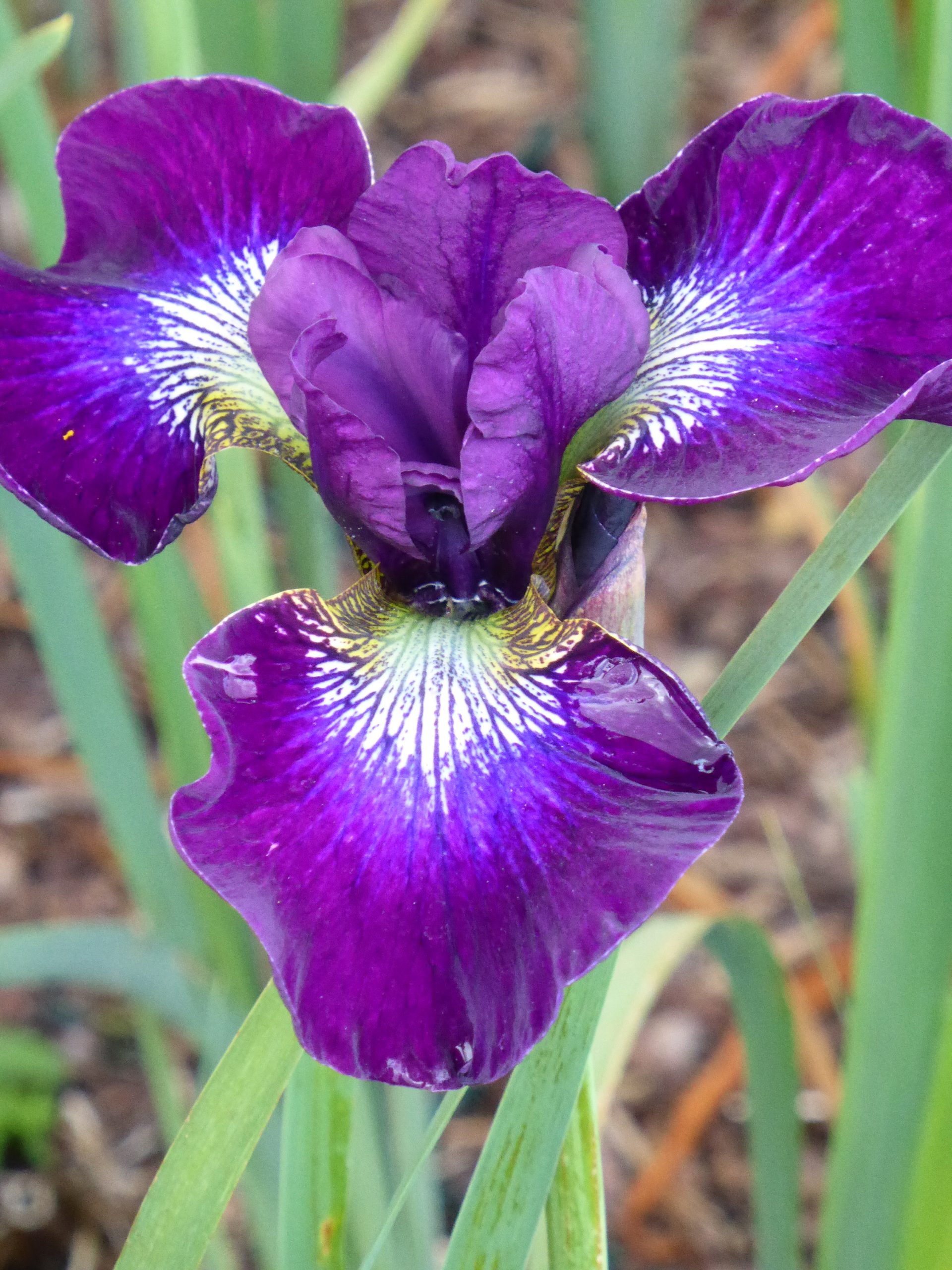 2802_iris_sibirica_berlin_purple_wine_SS_002.jpeg