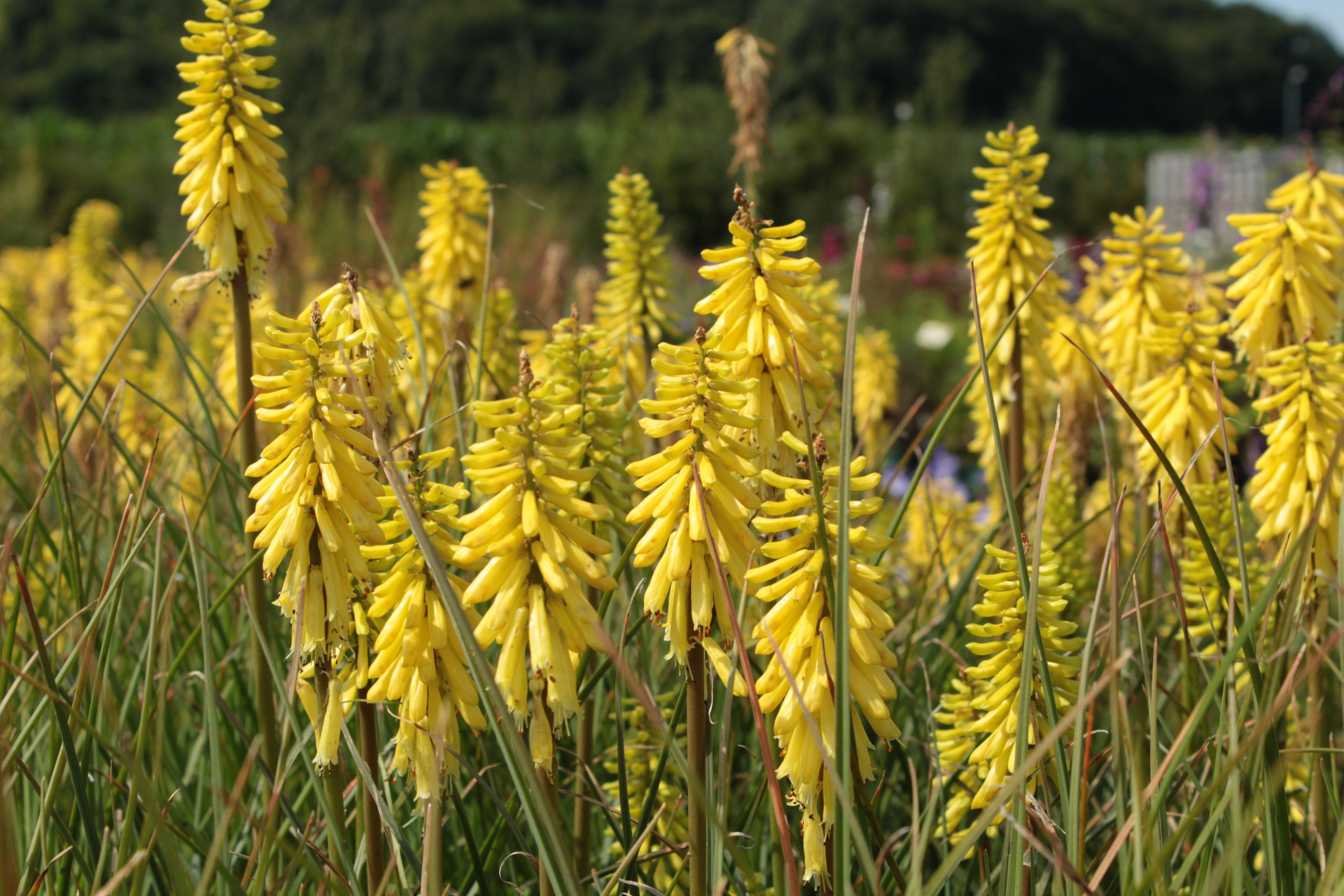 2865_kniphofia_uvaria_lemon_popsicle_SS_001.jpeg