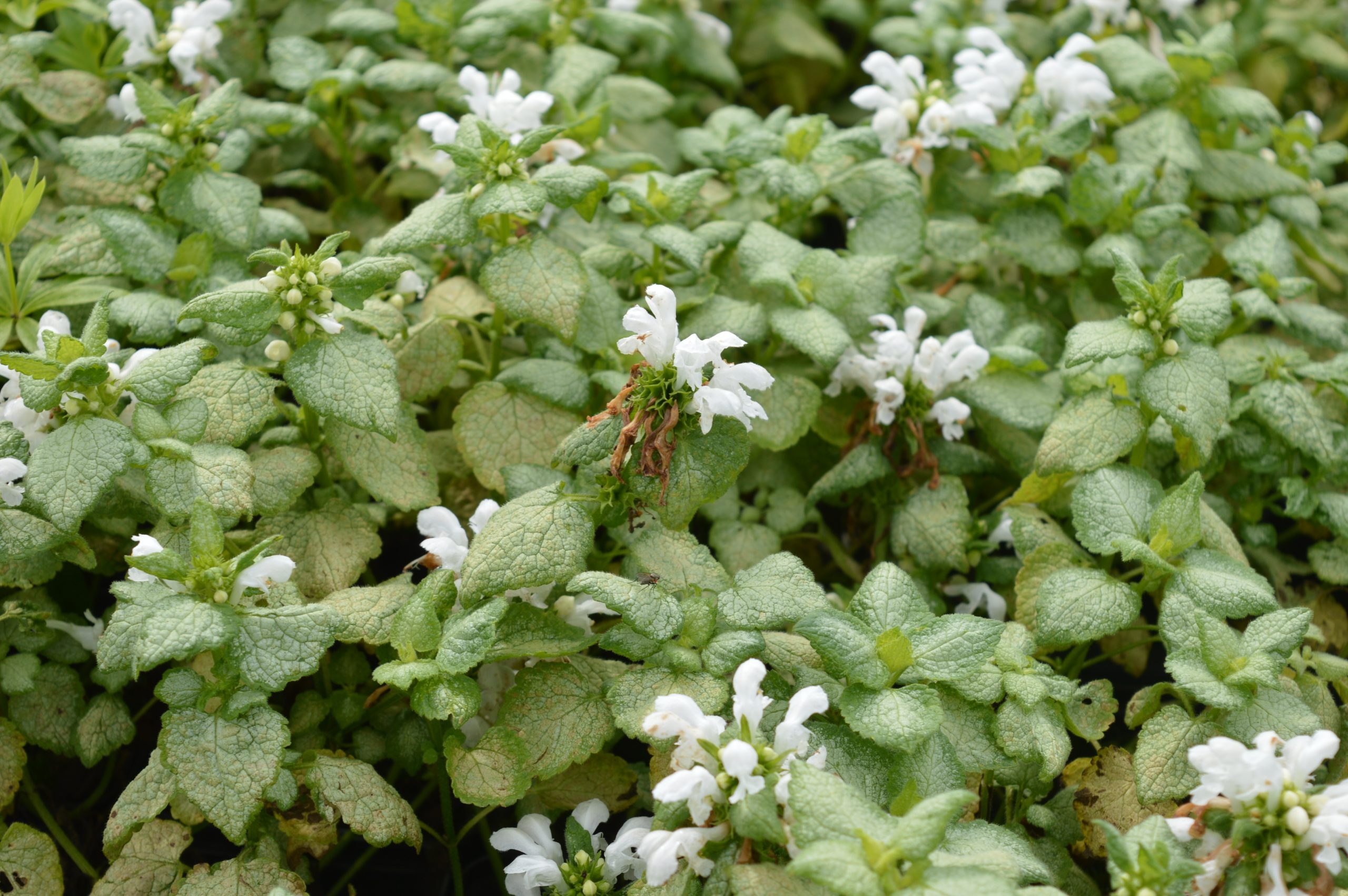 2877_lamium_maculatum_white_nancy_SS_002.jpeg
