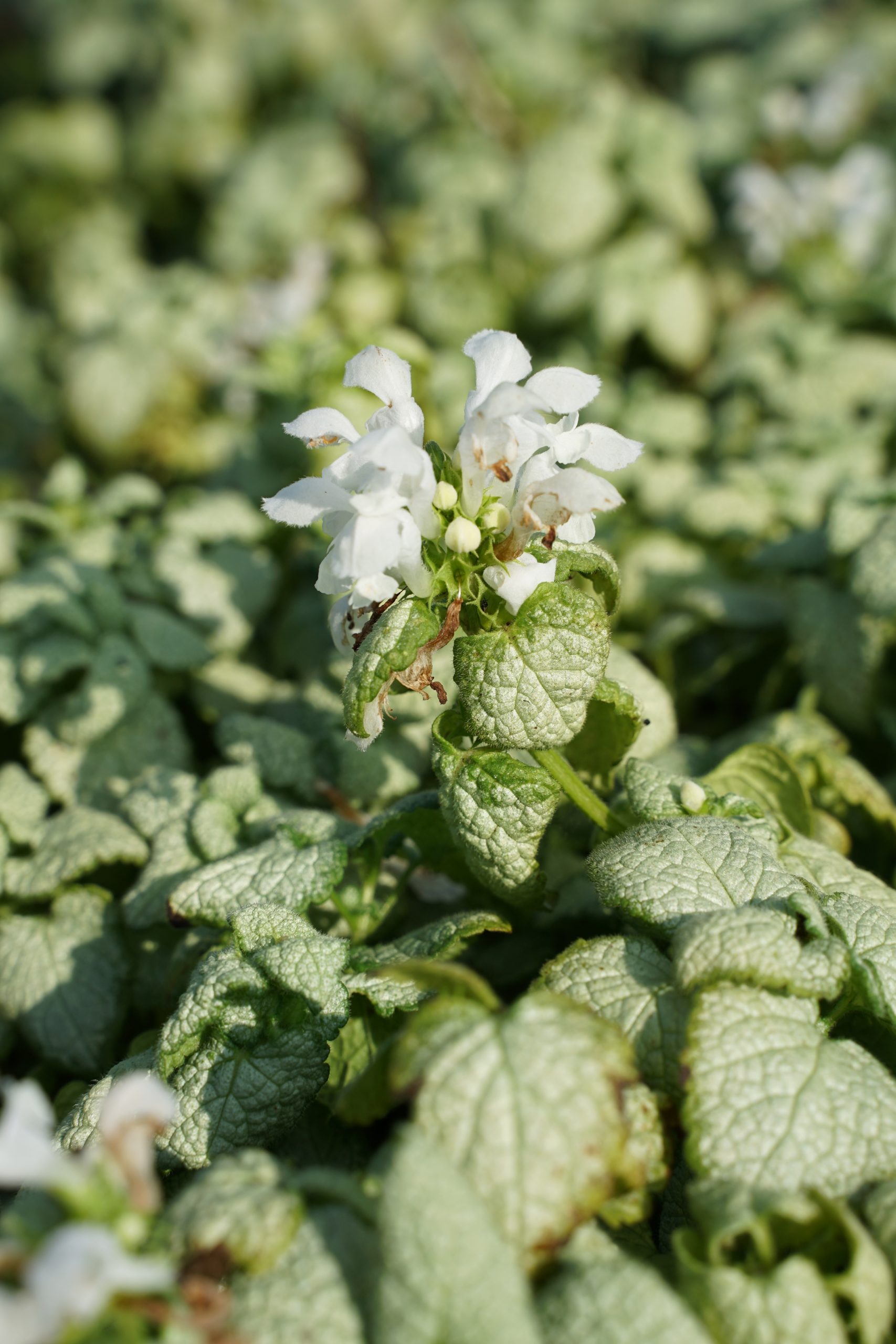 2878_lamium_maculatum_white_nancy_SS_003.jpeg